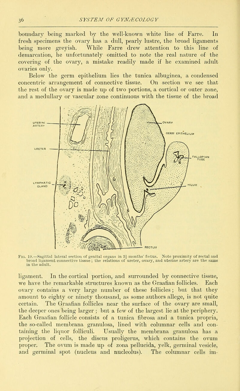 boundary being marked by the well-known white line of Farre. In fresh specimens the ovary has a dull, pearly lustre, the broad ligaments being more greyish. While Farre drew attention to this line of demarcation, he unfortunately omitted to note the real nature of the covering of the ovary, a mistake readily made if he examined adult ovaries only. Below the germ epithelium lies the tunica albuginea, a condensed concentric arrangement of connective tissue. On section we see that the rest of the ovary is made up of two portions, a cortical or outer zone, and a medullary or vascular zone continuous with the tissue of the broad LYMPHATIC GLAND \' '$?/Q. Fig. 19.—Sagittal lateral section of genital organs in 3 J months' foetus. Note proximity of rectal and broad ligament connective tissue; the relations ofureter, ovary, and uterine artery are the same in the adult. ligament. In the cortical portion, and surrounded by connective tissue, we have the remarkable structures known as the Graafian follicles. Each ovary contains a very large number of these follicles; but that they amount to eighty or ninety thousand, as some authors allege, is not quite certain. The Graafian follicles near the surface of the ovary are small, the deeper ones being larger ; but a few of the largest lie at the peripherjr. Each Graafian follicle consists of a tunica fibrosa and a tunica propria, the so-called membrana granulosa, lined with columnar cells and con- taining the liquor folliculi. Usually the membrana granulosa has a projection of cells, the discus proligerus, which contains the ovum proper. The ovum is made up of zona pellucida, yelk, germinal vesicle, and germinal spot (nucleus and nucleolus). The columnar cells im-