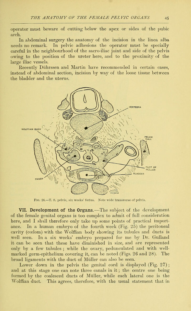 operator must beware of cutting below the apex or sides of the pubic arch. In abdominal surgery the anatomy of the incision in the linea alba needs no remark. In pelvic adhesions the operator must be specially careful in the neighbourhood of the sacro-iliac joint and side of the pelvis owing to the position of the ureter here, and to the proximity of the large iliac vessels. Recently Diihrssen and Martin have recommended in certain cases, instead of abdominal section, incision by way of the loose tissue between the bladder and the uterus. WOLFFIAN BODY ^ Fig. 26.—T. S. pelvis, six weeks' foetus. Note wide transverse of pelvis. VII. Development of the Organs.—The subject of the development of the female genital organs is too complex to admit of full consideration here, and I shall therefore only take up some points of practical import- ance. In a human embryo of the fourth week (Fig. 25) the peritoneal cavity (ccelom) with the Wolffian body showing its tubules and ducts is well seen. In a six weeks' embryo prepared for me by Dr. Gulland it can be seen that these have diminished in size, and are represented only by a few tubules ; while the ovary, pedunculated and with well- marked germ-epithelium covering it, can be noted (Figs. 26 and 28). The broad ligaments with the duct of Midler can also be seen. Lower down in the pelvis the genital cord is displayed (Fig. 27); and at this stage one can note three canals in it; the centre one being formed by the coalesced ducts of Miiller, while each lateral one is the Wolffian duct. This agrees, therefore, with the usual statement that in