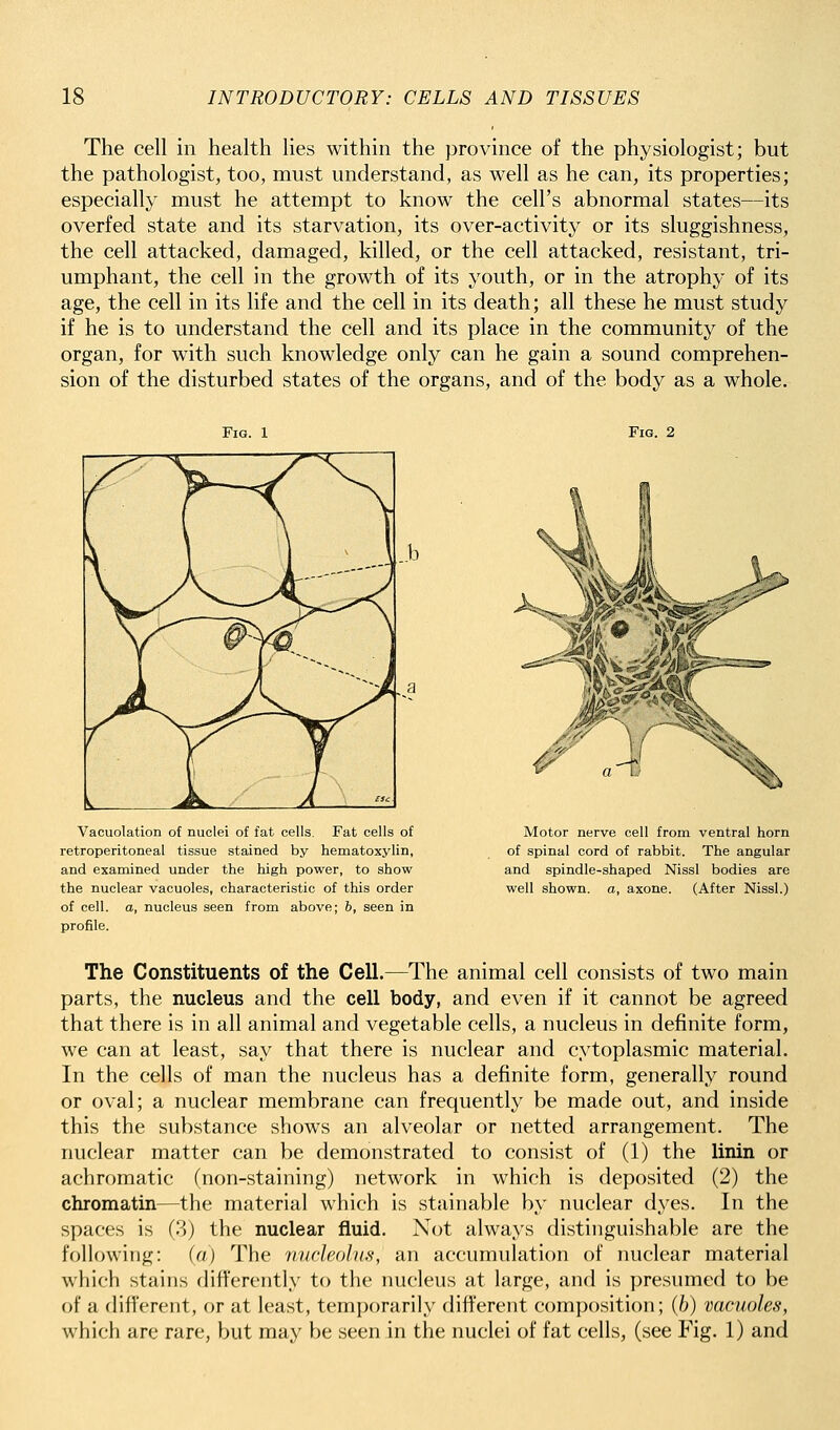 The cell in health lies within the province of the physiologist; but the pathologist, too, must understand, as well as he can, its properties; especially must he attempt to know the cell's abnormal states—its overfed state and its starvation, its over-activity or its sluggishness, the cell attacked, damaged, killed, or the cell attacked, resistant, tri- umphant, the cell in the growth of its youth, or in the atrophy of its age, the cell in its life and the cell in its death; all these he must study if he is to understand the cell and its place in the community of the organ, for with such knowledge only can he gain a sound comprehen- sion of the disturbed states of the organs, and of the body as a whole. Fig. 1 Fig. 2 Vacuolation of nuclei of fat cells. Fat cells of retroperitoneal tissue stained by hematoxylin, and examined under the high power, to show the nuclear vacuoles, characteristic of this order of cell, a, nucleus seen from above; 6, seen in profile. Motor nerve cell from ventral horn of spinal cord of rabbit. The angular and spindle-shaped Nissl bodies are well shown, o, axone. (After Nissl.) The Constituents of the Cell.—The animal cell consists of two main parts, the nucleus and the cell body, and even if it cannot be agreed that there is in all animal and vegetable cells, a nucleus in definite form, we can at least, say that there is nuclear and cytoplasmic material. In the cells of man the nucleus has a definite form, generally round or oval; a nuclear membrane can frequently be made out, and inside this the substance shows an alveolar or netted arrangement. The nuclear matter can be demonstrated to consist of (1) the linin or achromatic (non-staining) network in which is deposited (2) the chromatin—the material which is stainable by nuclear dyes. In the spaces is (8) the nuclear fluid. Not always distinguishable are the following: (a) The nvdeolus, an accumulation of nuclear material which stains differently to the nucleus at large, and is presumed to be of a difi'erent, or at least, temporarily different composition; (6) vacuoles, which are rare, but may be seen in the nuclei of fat cells, (see Fig. 1) and