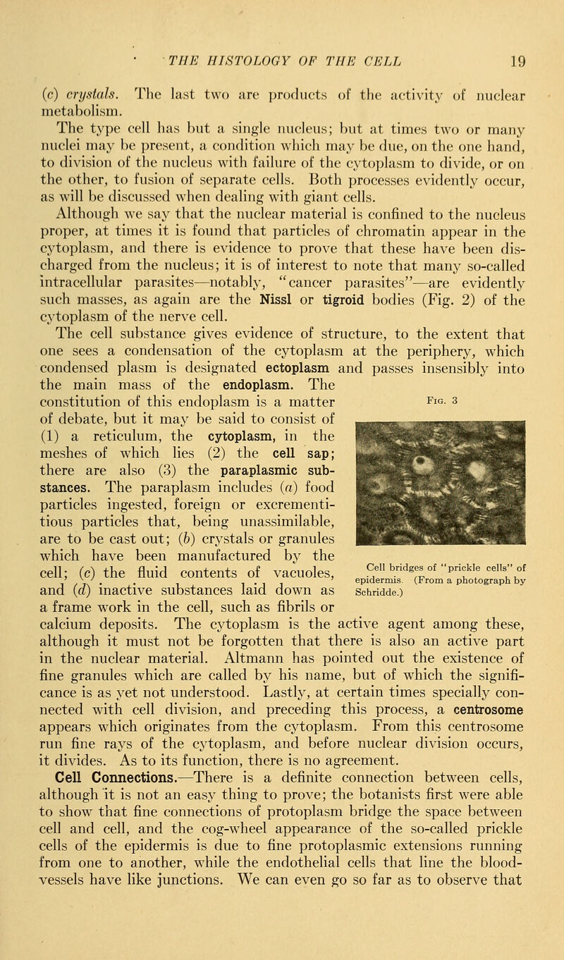 (c) crystals. The last two are products of the activity of nuclear metabolism. The type cell has but a single luicleus; but at times two or many nuclei may be present, a condition which may be due, on the one hand, to division of the nucleus with failure of the cytoplasm to divide, or on the other, to fusion of separate cells. Both processes evidently occur, as will be discussed when dealing with giant cells. Although we say that the nuclear material is confined to the nucleus proper, at times it is found that particles of chromatin appear in the cytoplasm, and there is evidence to prove that these have been dis- charged from the nucleus; it is of interest to note that many so-called intracellular parasites—notabl}', cancer parasites—are evidently such masses, as again are the Nissl or tigroid bodies (Fig. 2) of the cytoplasm of the nerve cell. The cell substance gives evidence of structure, to the extent that one sees a condensation of the cytoplasm at the periphery, which condensed plasm is designated ectoplasm and passes insensibly into the main mass of the endoplasm. The constitution of this endoplasm is a matter Fig. 3 of debate, but it may be said to consist of (1) a reticulum, the cytoplasm, in the meshes of which lies (2) the cell sap; there are also (3) the paraplasmic sub- stances. The paraplasm includes (a) food particles ingested, foreign or excrementi- tious particles that, being unassimilable, are to be cast out; (b) crystals or granules which have been manufactured by the cell; (C) the fluid contents of vacuoles, Cell bridges of ■prickle cells-of , ,\ . . 1 I'll epidermis (From a photograph by and (a) mactive substances laid down as schridde.) a frame work in the cell, such as fibrils or calcium deposits. The cytoplasm is the active agent among these, although it must not be forgotten that there is also an active part in the nuclear material. Altmann has pointed out the existence of fine granules which are called by his name, but of which the signifi- cance is as yet not understood. Lastly, at certain times specially con- nected with cell division, and preceding this process, a centrosome appears which originates from the cytoplasm. From this centrosome run fine rays of the cytoplasm, and before nuclear division occurs, it divides. As to its function, there is no agreement. Cell Connections.—There is a definite connection between cells, although It is not an easy thing to prove; the botanists first were able to show that fine connections of protoplasm bridge the space between cell and cell, and the cog-wheel appearance of the so-called prickle cells of the epidermis is due to fine protoplasmic extensions running from one to another, w^hile the endothelial cells that line the blood- vessels have like junctions. We can even go so far as to observe that