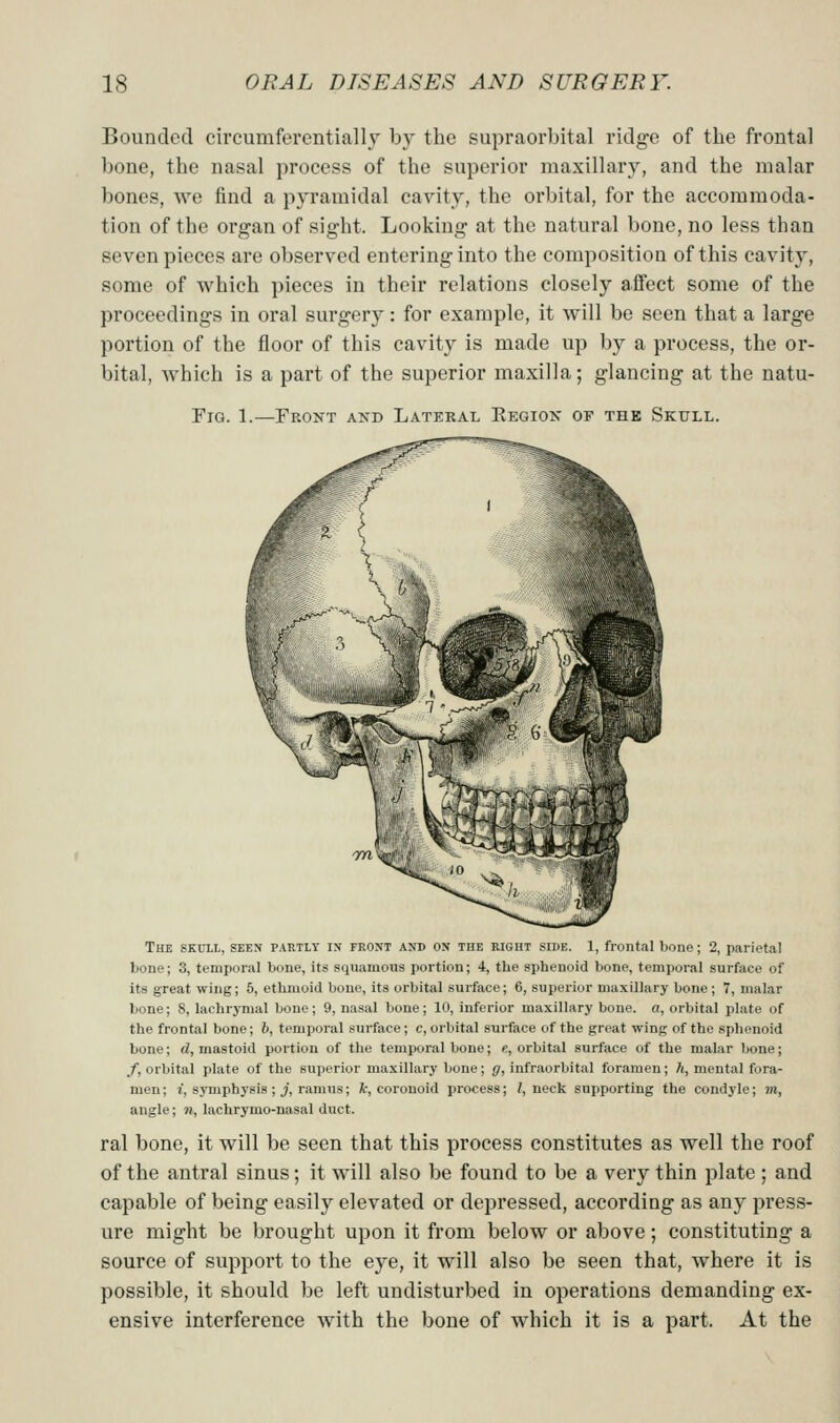 Bounded circumferentially by the supraorbital ridge of the frontal bone, the nasal process of the superior maxillary, and the malar bones, we find a pyramidal cavity, the orbital, for the accommoda- tion of the organ of sight. Looking at the natural bone, no less than seven pieces are observed entering into the composition of this cavity, some of which pieces in their relations closely affect some of the proceedings in oral surgery: for example, it will be seen that a large portion of the floor of this cavity is made up by a process, the or- bital, which is a part of the superior maxilla; glancing at the natu- FiG. 1.—Front aisD Lateral Region of the Skull. The SKULl, seen partlt in front and on the right side. 1, frontal bone; 2, parietal bone; 3, temporal bone, its squamous portion; 4, the sphenoid bone, temporal surface of its great wing; 5, ethmoid bono, its orbital surface; 6, superior maxillary bone; 7, malar bone; 8, lachrj'mal bone; 9, nasal bone; 10, inferior maxillary bone, a, orbital plate of the frontal bone; b, temporal surface; c, orbital surface of the great wing of the sphenoid bone; d, mastoid portion of the temporal bone; «, orbital surface of the malar bone; /, orbital plate of the superior maxillary bone; g, infraorbital foramen; ft, mental fora- men; J, symphysis ; J, ramus; A:, coronoid process; ?, neck supporting the condyle; m, angle; n, lachrymo-nasal duct. ral bone, it will be seen that this process constitutes as well the roof of the antral sinus; it will also be found to be a very thin plate ; and capable of being easily elevated or depressed, according as any press- ure might be brought upon it from below or above; constituting a source of support to the eye, it will also be seen that, where it is possible, it should be left undisturbed in operations demanding ex- ensive interference with the bone of which it is a part. At the