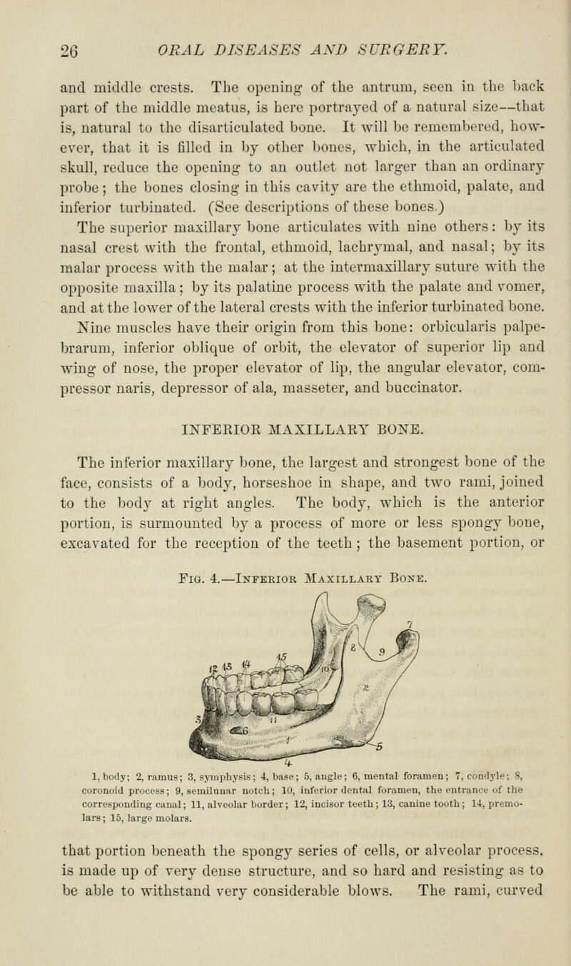 aud middle crests. The opening of the antrum, seen in the back part of the middle meatus, is here portrayed of a natural size—that is, natural to the disarticulated bone. It will be remembered, how- ever, that it is filled in by other bones, which, in the articulated skull, reduce the opening to an outlet not larger than an ordinary probe; the bones closing in this cavity are the ethmoid, palate, aud inferior turbinated. (See descriptions of these bones) The superior maxillary bone articulates with nine others: by its nasal crest with the frontal, ethmoid, lachrymal, and nasal; by its malar process with the malar; at the intermaxillary suture with the opposite maxilla; by its palatine process with the palate and vomer, and at the lower of the lateral crests with the inferior turbinated bone. Nine muscles have their origin from this bone: orbicularis palpe- brarum, inferior oblique of orbit, the elevator of superior lip and wing of nose, the proper elevator of lip, the angular elevator, com- pressor naris, depressor of ala, masseter, and buccinator. INFEKIOR MAXILLAEY BONE. The inferior maxillary bone, the largest and strongest bone of the face, consists of a body, horseshoe in shape, and two rami, joined to the body at right angles. The body, which is the anterior portion, is surmounted by a process of more or less spongy bone, excavated for the reception of the teeth ; the basement portion, or Fio. 4.—Inferior Maxillary Boxe. 1, body; 2, ramus; 3, symphysis; 4, base; 5, angle; 6, mental foramen; 7, condyle; 8, coronoid process; 9, semihmar notch; 10, inferior dental foramen, the entrance of the corresponding canal; 11, alveolar border; 12, incisor teeth; 13, canine tooth; 14, premo- lars; 15, large molars. that portion beneath the spongy series of cells, or alveolar process, is made up of very dense structure, and so hard and resisting as to be able to withstand veiy considerable blows. The rami, curved