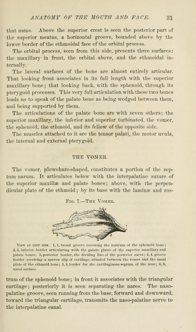 that name. Above the superior crest is seen the posterior part of the superior meatus, a horizontal groove, bounded above by the lower border of the ethmoidal face of the orbital process. The orbital process, seen from this side, presents three surfaces: the maxillary in front, the orbital above, and the ethmoidal in- ternally. The lateral surfaces of the bone are almost entirely articular. That looking front associates in its full length with the superior maxillary bone; that looking back, with the sphenoid, through its pterygoid processes. This very full articulation with these two bones leads us to speak of the palate bone as being wedged between them, and being supported by them. The articulations of the palate bone are with seven others: the superior maxillary, the inferior and superior turbinated, the vomer, the sphenoid, the ethmoid, and its fellow of the opposite side. The muscles attached to it are the tensor palati, the motor uvula, the internal and external pterygoid. THE VOMEE. The vomer, plowshare-shaped, constitutes a portion of the sep- tum narum. It articulates below with the interpalatine suture of the superior maxillae and palate bones; above, with the perpen- dicular plate of the ethmoid; by its base with the laminae and ros- FiG. 7.—The Vomer. View of left side. 1, 1, broad groove receiving the rostrum of the sphenoid bone; 2, 2, inferior border articulating with the palate plates of the superior maxillary and palate bones; 3, posterior border, the dividing line of the posterior nares ; 4, 4, groove border receiving a narrow slip of cartilage, situated between the vomer and the nasal plate of the ethmoid bone; 5, 5, border for the cartilaginous septum of the nose; 6, 6, nasal surface. trum of the sphenoid bone; in front it associates with the triangular cartilage; posteriorly it is seen separating the nares. The naso- palatine groove, seen running from the base, forward and downward, toward the triangular cartilage, transmits the naso-palatine nerve to the interpalatine canal.