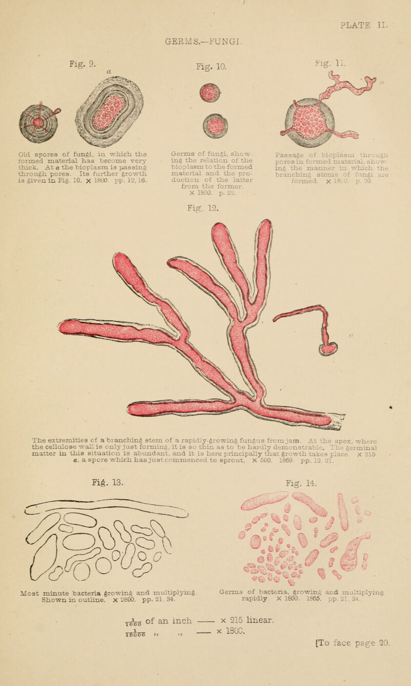 Fig. 9. GERMS.—i'UNGI. Fig. 10. Old spores of fungi, in wliicli the formed material has become very thick. At a the bioplasm is passing through pores. Its further growth is given in Fig. 10. x 180O. pp. 12,16. Germs of fungi, show ing the relation of the bioplasm to the formed material and the pro- duction of the latter from the former. X 1600. p. ■2-2. Passage of bioplasm through pores in formed material, show^- ing the manner in ■which the branching stems of fungi are formed, x 1*.0. p. 20. The extremities of a branching stem of a rapidly-growing fungus from jam. At ^he apex, where the cellulose wall is only just forming, it is so thin as to be hardly demonstrable. The germinal matter in this situation is abundant, and it is here principally that growth takes place, x ^lo a, a spore which has just commenced to sprout, X 500. 1869. pp.12 21. Fi^. 13. Fig. 14. Most minute bacteria growing and multiplying Shown in outline. X 2800. pp. 21. 34. Germo of bact<=na, growing and jnuiLijjiymg rapidly X 1800. 1866. pp. 21.34. To5o of an inch To o oo > > <> . X 215 linear. X 130G.