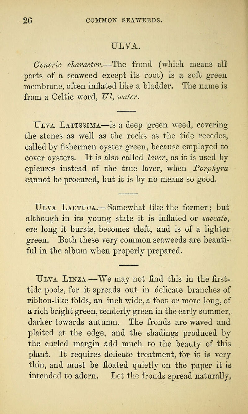 ULVA. Generic character.—The frond (which means all parts of a seaweed except its root) is a soft green membrane, often inflated like a bladder. The name is from a Celtic word, £77, water. TJlva Latissima—is a deep green weed, covering the stones as well as the rocks as the tide recedes, called by fishermen oyster green, because employed to cover oysters. It is also called laver, as it is used by epicures instead of the true laver, when JPorpliyra cannot be procured, but it is by no means so good. TJlva Lactuca.— Somewhat like the former; but although in its young state it is inflated or saccate, ere long it bursts, becomes cleft, and is of a lighter green. Both these very common seaweeds are beauti- ful in the album when properly prepared. TJlva Linza.—We may not find this in the first- tide pools, for it spreads out in delicate branches of ribbon-like folds, an inch wide, a foot or more long, of a rich bright green, tenderly green in the early summer,, darker towards autumn. The fronds are waved and plaited at the edge, and the shadings produced by the curled margin add much to the beauty of this plant. It requires delicate treatment, for it is very thin, and must be floated quietly on the paper it is- intended to adorn. Let the fronds spread naturally,.