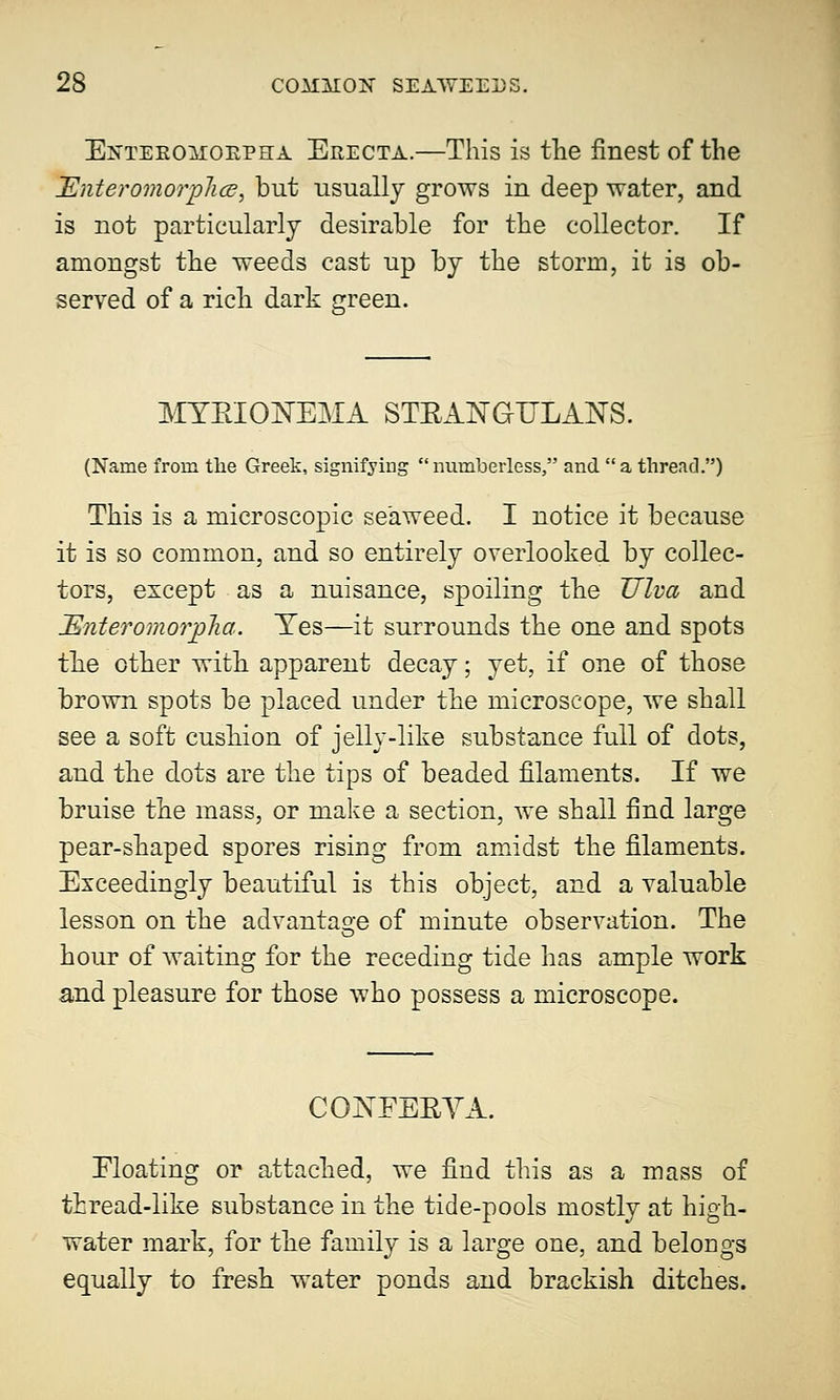Enteromokpha Erecta.—This is the finest of the JEnteromorpJice, but usually grows in deep water, and is not particularly desirable for the collector. If amongst the weeds cast up by the storm, it is ob- served of a ricli dark green. MYEIONEMA STEANGULANS. (Name from the Greek, signifying numberless, and a thread.) This is a microscopic seaweed. I notice it because it is so common, and so entirely overlooked by collec- tors, except as a nuisance, spoiling the Ulva and Miter'omorpha. Yes—it surrounds the one and spots the other with apparent decay; yet, if one of those brown spots be placed under the microscope, we shall see a soft cushion of jelly-like substance full of dots, and the dots are the tips of beaded filaments. If we bruise the mass, or make a section, we shall find large pear-shaped spores rising from amidst the filaments. Exceedingly beautiful is this object, and a valuable lesson on the advantage of minute observation. The hour of waiting for the receding tide has ample work and pleasure for those who possess a microscope. CONFEEVA. Floating or attached, we find this as a mass of thread-like substance in the tide-pools mostly at high- water mark, for the family is a large one, and belongs equally to fresh water ponds and brackish ditches.