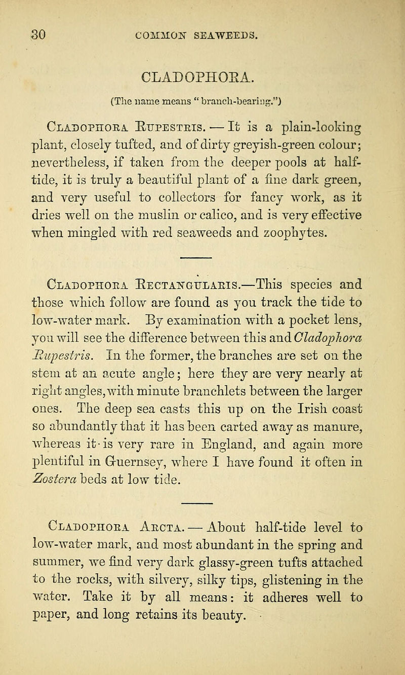 CLADOPHOEA. (The name means branch-bearing.) Cladopiioea Etipesteis. — It is a plain-looking plant, closely tufted, and of dirty greyish-green colour; nevertheless, if taken from the deeper pools at half- tide, it is truly a beautiful plant of a line dark green, and very useful to collectors for fancy work, as it dries well on the muslin or calico, and is very effective when mingled with red seaweeds and zoophytes. Cladophoea Eectakgulaeis.—This species and those which follow are found as you track the tide to low-water mark. By examination with a pocket lens, you will see the difference between this and CladopJiora Bupestris. In the former, the branches are set on the stem at an acute angle; here they are very nearly at right angles, with minute branchlets between the larger ones. The deep sea casts this np on the Irish coast so abundantly that it has been carted away as manure, whereas it-is very rare in England, and again more plentiful in Guernsey, where I have found it often in Zoster a beds at low tide. Cladophoea Aecta. — About half-tide level to low-water mark, and most abundant in the spring and summer, we find very dark glassy-green tufts attached to the rocks, with silvery, silky tips, glistening in the water. Take it by all means: it adheres well to paper, and long retains its beauty.