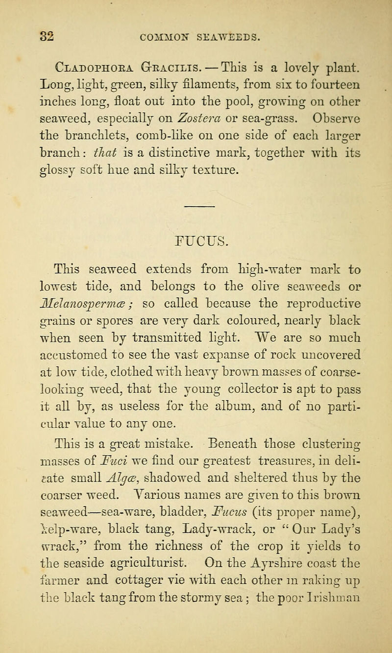 Cladophora Gracilis.—This is a lovely plant. Long, light, green, silky filaments, from six to fourteen inches long, float out into the pool, growing on other seaweed, especially on Zostera or sea-grass. Observe the branchlets, comb-like on one side of each larger branch: that is a distinctive mark, together with its glossy soft hue and silky texture. FFCC'S. This seaweed extends from high-water mark to lowest tide, and belongs to the olive seaweeds or Melanospermce; so called because the reproductive grains or spores are very dark coloured, nearly black when seen by transmitted light. We are so much accustomed to see the vast expanse of rock uncovered at low tide, clothed with heavy brown masses of coarse- looking weed, that the young collector is apt to pass it all by, as useless for the album, and of no parti- cular value to any one. This is a great mistake. Beneath those clustering masses of Fuci we find our greatest treasures, in deli- cate small AJgce, shadowed and sheltered thus by the coarser weed. Various names are given to this brown seaweed—sea-ware, bladder, Fucus (its proper name), ielp-ware, black tang, Lady-wrack, or Our Lady's wrack, from the richness of the crop it yields to the seaside agriculturist. On the Ayrshire coast the farmer and cottager vie with each other in raking up the black tang from the stormy sea ; the poor Irishman