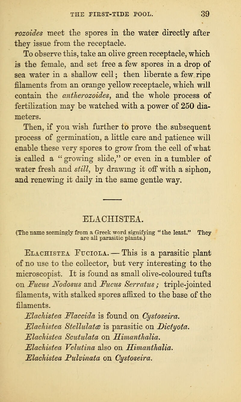 rozoides meet the spores in the water directly after they issue from the receptacle. To observe this, take an olive green receptacle, which is the female, and set free a few spores in a drop of sea water in a shallow cell; then liberate a few ripe filaments from an orange yellow receptacle, which will contain the anther ozoides, and the whole process of fertilization may be watched with a power of 250 dia- meters. Then, if you wish further to prove the subsequent process of germination, a little care and patience will enable these very spores to grow from the cell of what is called a  growing slide, or even in a tumbler of water fresh and still, by drawing it off with a siphon, and renewing it daily in the same gentle way. ELACHISTEA. (The name seemingly from a Greek word signifying  the least. They are all parasitic plants.) Elachistea Euciola. — This is a parasitic plant of no use to the collector, but very interesting to the microscopist. It is found as small olive-coloured tufts on Fucus Nodosus and Fucus Serratus; triple-jointed filaments, with stalked spores affixed to the base of the filaments. Elachistea Flaccida is found on Cystoseira. Flachistea Stellulatce is parasitic on Dictyota. Flachistea Scutulata on Himanthalia. Elachistea Velutina also on Himanthalia. Elachistea Fulvinata on Cystoseira.