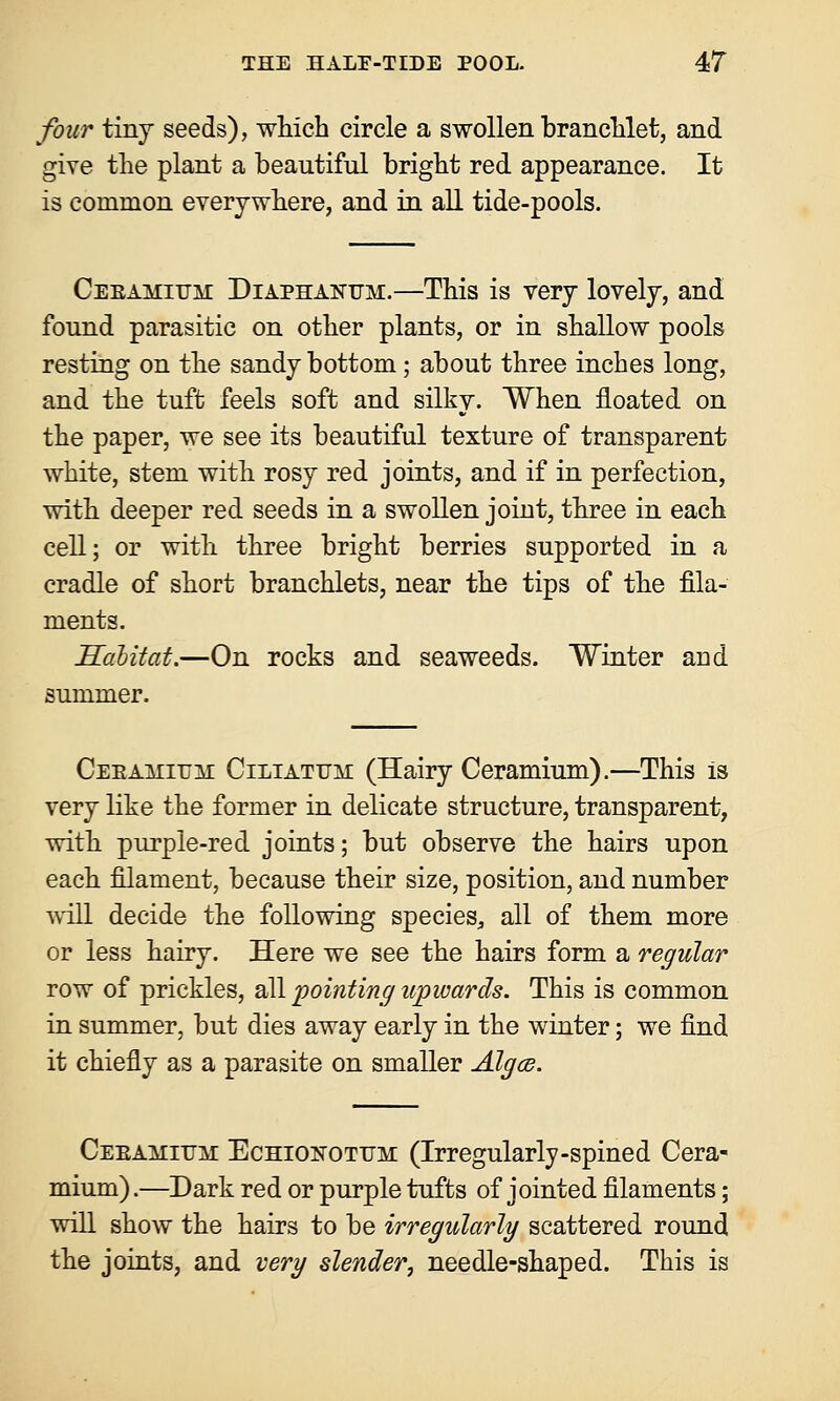 four tiny seeds), which circle a swollen branchlet, and give the plant a beautiful bright red appearance. It is common everywhere, and in all tide-pools. Ceeamium Diaphanum.—This is very lovely, and found parasitic on other plants, or in shallow pools resting on the sandy bottom; about three inches long, and the tuft feels soft and silky. When floated on the paper, we see its beautiful texture of transparent white, stem with rosy red joints, and if in perfection, with deeper red seeds in a swollen joint, three in each cell; or with three bright berries supported in a cradle of short branchlets, near the tips of the fila- ments. Habitat.—On rocks and seaweeds. Winter and summer. Ceeamiuh Ciliatum (Hairy Ceramium).—This is very like the former in delicate structure, transparent, with purple-red joints; but observe the hairs upon each filament, because their size, position, and number will decide the following species, all of them more or less hairy. Here we see the hairs form a regular row of prickles, all pointing upwards. This is common in summer, but dies away early in the winter; we find it chiefly as a parasite on smaller Alga. Ceeamitjm Echiofotttm (Irregularly-spined Cera- mium) .—Dark red or purple tufts of jointed filaments; will show the hairs to be irregularly scattered round the joints, and very slender, needle-shaped. This is