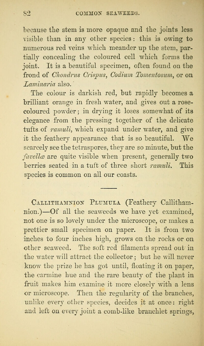 because the stem is more opaque and the joints less visible tban in any other species : this is owing to numerous red veins which meander up the stem, par- tially concealing the coloured cell which forms the joint. It is a beautiful specimen, often found on the frond of Chondrus Crisjncs, Codium Tomentosiwi, or on Laminaria also. The colour is darkish red, but rapidly becomes a brilliant orange in fresh water, and gives out a rose- coloured powder; in drying it loses somewhat of its elegance from the pressing together of the delicate tufts of ramuli) which expand under water, and give it the feathery appearance that is so beautiful. We scarcely see the tetraspores, they are so minute, but the favellcB are quite visible when present, generally two berries seated in a tuft of three short ramxili. This species is common on all our coasts. CALLiTHAMyi05f Plumula (Feathery Callitham- nion.)—Of all the seaweeds we have yet examined, not one is so lovely under the microscope, or makes a prettier small specimen on paper. It is from two inches to four inches high, grows on the rocks or on other seaweed. The soft red filaments spread out1 in the water will attract the collector; but he will never know the prize he has got until, floating it on paper, the carmine hue and the rare beauty of the plant in fruit makes him examine it more closely with a lens or microscope. Then the regularity of the branches, unlike every other species, decides it at once: right and left on every joint a comb-like branchlet springs,