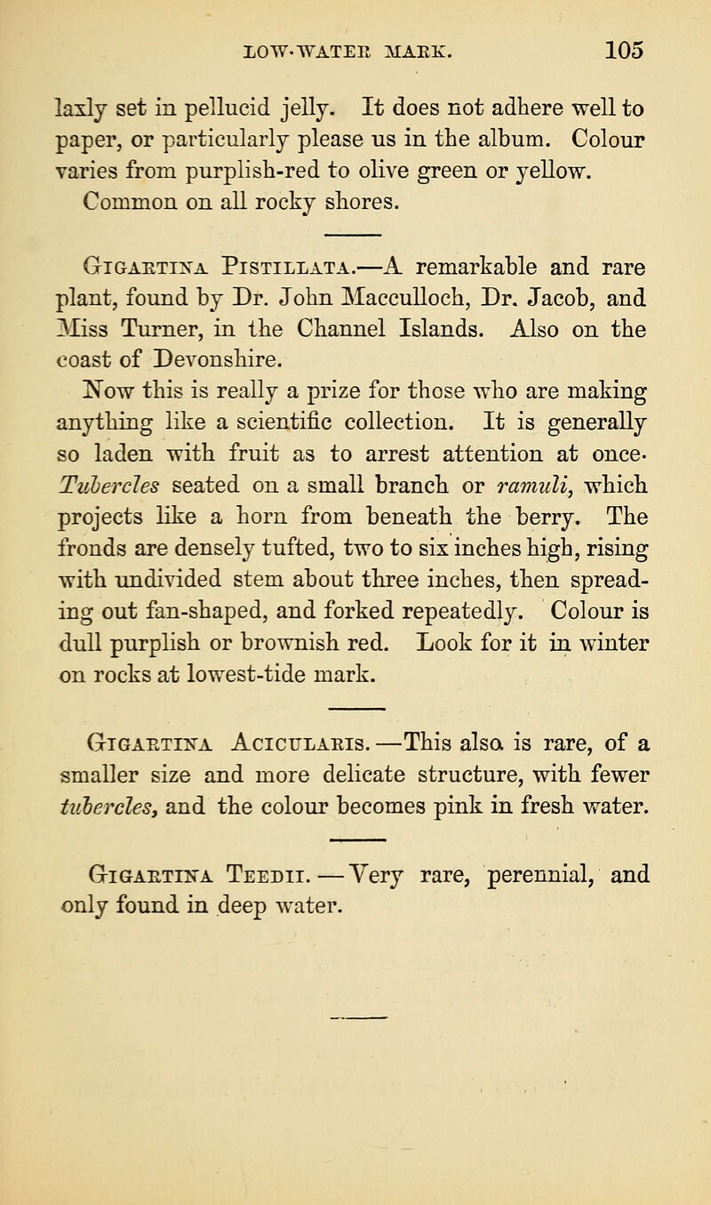 laxly set in pellucid jelly. It does not adhere well to paper, or particularly please us in the album. Colour varies from purplish-red to olive green or yellow. Common on all rocky shores. Gigabtina Pistillata.—A remarkable and rare plant, found by Dr. John Macculloch, Dr. Jacob, and Miss Turner, in the Channel Islands. Also on the coast of Devonshire. Now this is really a prize for those who are making anything like a scientific collection. It is generally so laden with fruit as to arrest attention at once. Tubercles seated on a small branch or ramuli, which projects like a horn from beneath the berry. The fronds are densely tufted, two to six inches high, rising with undivided stem about three inches, then spread- ing out fan-shaped, and forked repeatedly. Colour is dull purplish or brownish red. Look for it in winter on rocks at lowest-tide mark. GriGABTUTA Actculaeis. —This also, is rare, of a smaller size and more delicate structure, with fewer tubercles, and the colour becomes pink in fresh water. Gtigaetika Teedii.—Very rare, perennial, and only found in deep water.