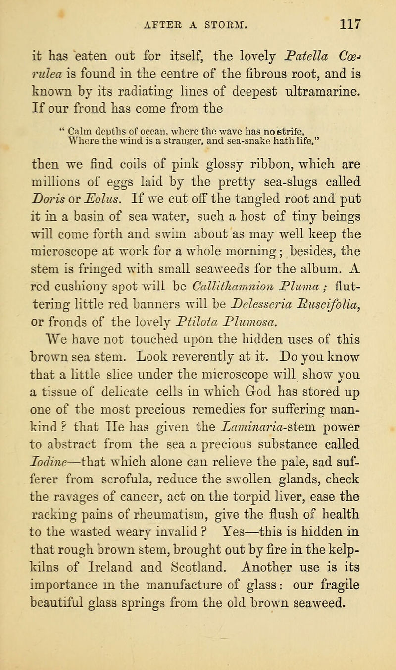 it has eaten out for itself, the lovely Patella Coe-> rulea is found in the centre of the fibrous root, and is known by its radiating lines of deepest ultramarine. If our frond has come from the  Calm depths of ocean, where the wave has no strife, Where the wind is a stranger, and sea-snake hath life, then we find coils of pink glossy ribbon, which are millions of eggs laid by the pretty sea-slugs called Doris or Eolus. If we cut off the tangled root and put it in a basin of sea water, such a host of tiny beings will come forth and swim about as may well keep the microscope at work for a whole morniug; besides, the stem is fringed with small seaweeds for the album. A red cushiony spot will be Callithamnion JPluma ; flut- tering little red banners will be Delesseria Buscifolia, or fronds of the lovely Ptilota Plumosa. We have not touched upon the hidden uses of this brown sea stem. Look reverently at it. Do you know that a little slice under the microscope will show you a tissue of delicate cells in which G-od has stored up one of the most precious remedies for suffering man- kind ? that He has given the Laminaria-stem power to abstract from the sea a precious substance called Iodine—that which alone can relieve the pale, sad suf- ferer from scrofula, reduce the swollen glands, check the ravages of cancer, act on the torpid liver, ease the racking pains of rheumatism, give the flush of health to the wasted weary invalid ? Yes—this is hidden in that rough brown stem, brought out by fire in the kelp- kilns of Ireland and Scotland. Another use is its importance in the manufacture of glass: our fragile beautiful glass springs from the old brown seaweed.