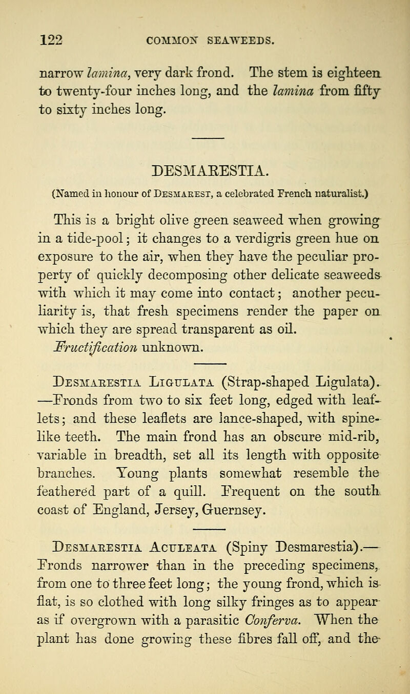 narrow lamina, very dark frond. The stem is eighteen to twenty-four inches long, and the lamina from fifty to sixty inches long. DESMAKESTIA. (Named in honour of Desmarest, a celebrated French naturalist.) This is a bright olive green seaweed when growing in a tide-pool; it changes to a verdigris green hue on exposure to the air, when they have the peculiar pro- perty of quickly decomposing other delicate seaweeds with which it may come into contact; another pecu- liarity is, that fresh specimens render the paper on which they are spread transparent as oil. Fructification unknown. Des]maeestia Ligulata (Strap-shaped Ligulata). —Eronds from two to six feet long, edged with leaf- lets ; and these leaflets are lance-shaped, with spine- like teeth. The main frond has an obscure mid-rib, variable in breadth, set all its length with opposite branches. Young plants somewhat resemble the feathered part of a quill. Frequent on the south. coast of England, Jersey, Guernsey. Desmaeestia Actileata (Spiny Desmarestia).— Eronds narrower than in the preceding specimens, from one to three feet long; the young frond, which is flat, is so clothed with long silky fringes as to appear as if overgrown with a parasitic Conferva. When the plant has done growing these fibres fall off, and the-