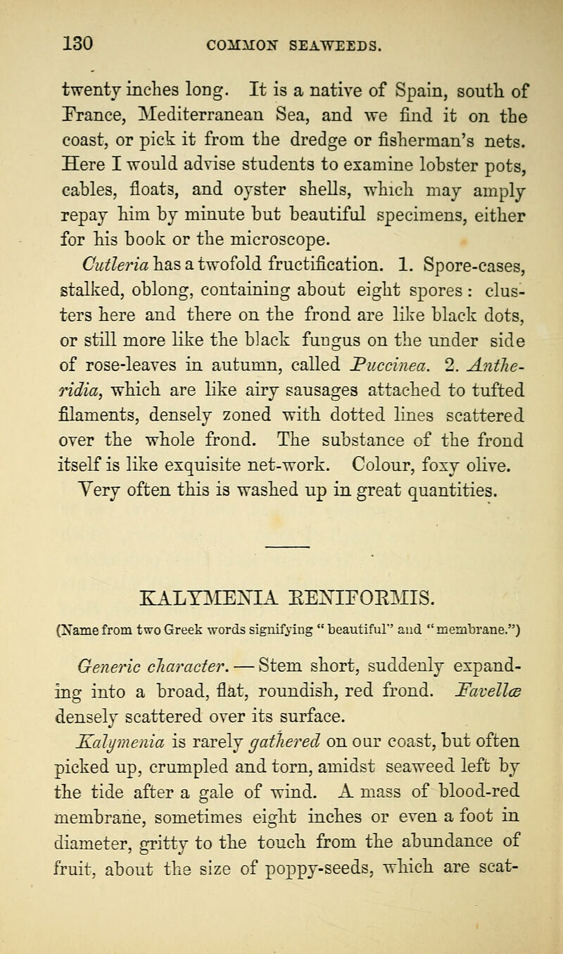 twenty inches long. It is a native of Spain, south of France, Mediterranean Sea, and we find it on the coast, or pick it frorn the dredge or fisherman's nets. Here I would advise students to examine lobster pots, cables, floats, and oyster shells, which may amply repay him by minute but beautiful specimens, either for his book or the microscope. Cutleria has a twofold fructification. 1. Spore-cases, stalked, oblong, containing about eight spores : clus- ters here and there on the frond are like black dots, or still more like the black fungus on the under side of rose-leaves in autumn, called Puccinea. 2. Anthe- ridia, which are like airy sausages attached to tufted filaments, densely zoned with dotted lines scattered over the whole frond. The substance of the frond itself is like exquisite net-work. Colour, foxy olive. Yery often this is washed up in great quantities. KALY3IE]SriA REXIEOKMIS. (Xame from two Greek words signifying  beautiful and membrane.) Generic character. — Stem short, suddenly expand- ing into a broad, flat, roundish, red frond. Favellce densely scattered over its surface. Kalymenia is rarely gatliered on our coast, but often picked up, crumpled and torn, amidst seaweed left by the tide after a gale of wind. A mass of blood-red membrane, sometimes eight inches or even a foot in diameter, gritty to the touch from the abundance of fruit, about the size of poppy-seeds, which are scat-