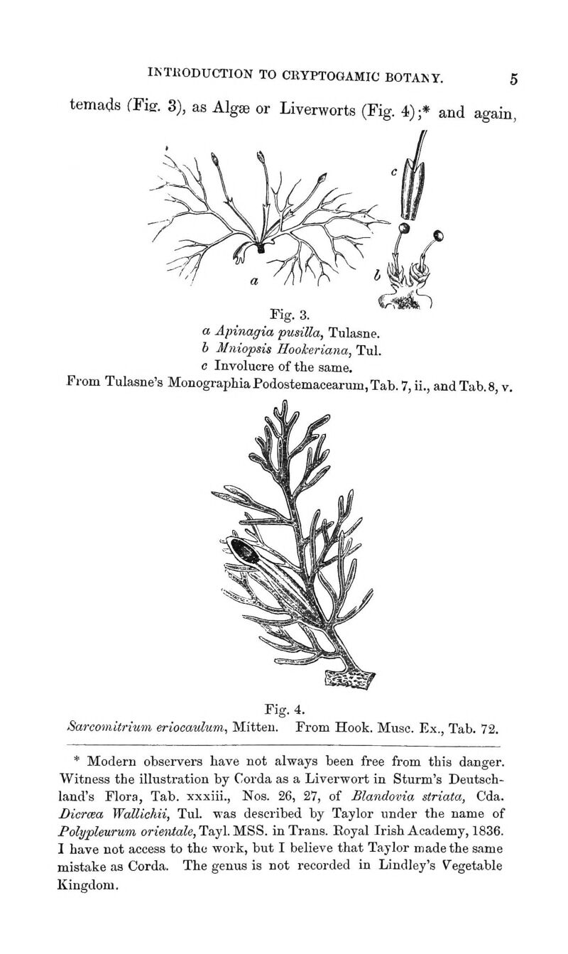 temads (Fisr. 3), as Algse or Liverworts (Fig. 4);* and again, Fig. 3. a Apinagia pusilla, Tulasne. b Mniopsis Hookeriana, Tul. c Involucre of the same. From Tulasne's Monograpliia Podostemacearum, Tab. 7, ii., and Tab. 8, v. Fig. 4. Sarconiitrium eriocaidum, Mitten. From Hook. Muse. Ex., Tab. 72. * Modern observers have not always been free from this danger. Witness the illustration by Corda as a Liverwort in Sturm's Deutsch- land's Flora, Tab. xxxiii., Nos. 26, 27, of Blandovia striata, Cda. Dicrcea Wallichii, Tul. was described by Taylor under the name of Polypleurum orientale, Tayl. MSS. in Trans. Eoyal Irish Academy, 1836. I have not access to the work, but I believe that Taylor made the same mistake as Corda. The genus is not recorded in Lindley's Vegetable Kingdom.