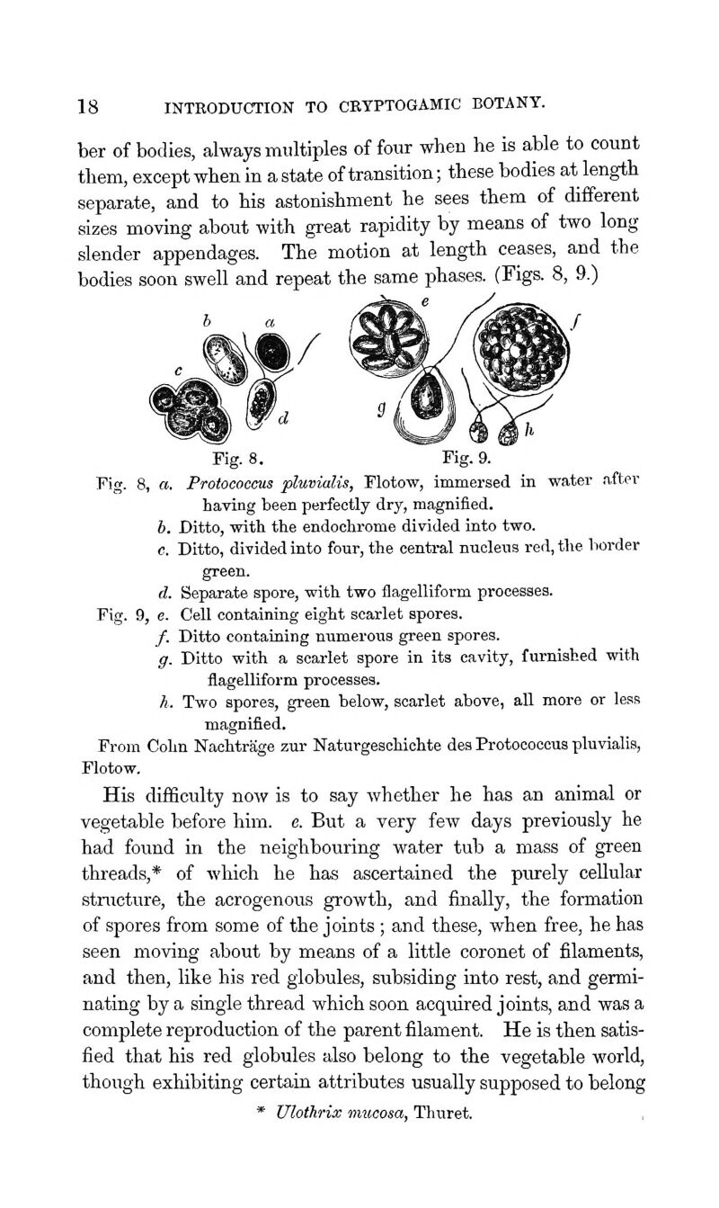 ber of bodies, always multiples of four when he is able to count them, except when in a state of transition; these bodies at length separate, and to his astonishment he sees them of different sizes moving about with great rapidity by means of two long slender appendages. The motion at length ceases, and the bodies soon swell and repeat the same phases. (Figs. 8, 9.) Fig. 8. Fig. 9. Fig. 8, a. Protococcus pluvialis, Flotow, immersed in water after having been perfectly dry, magnified. b. Ditto, with the endochrome divided into two. c. Ditto, divided into four, the central nucleus red, the border green. d. Separate spore, with two flagelliform processes. Fig. 9, e. Cell containing eight scarlet spores. /. Ditto containing numerous green spores. g. Ditto with a scarlet spore in its cavity, furnished with flagelliform processes. h. Two spores, green below, scarlet above, all more or less magnified. From Cohn Naohtrage zur Naturgeschichte des Protococcus pluvialis, Flotow. His difficulty now is to say whether he has an animal or vegetable before him. e. But a very few days previously he had found in the neighbouring water tub a mass of green threads,* of which he has ascertained the purely cellular structure, the acrogenous growth, and finally, the formation of spores from some of the joints ; and these, when free, he has seen moving about by means of a little coronet of filaments, and then, like his red globules, subsiding into rest, and germi- nating by a siagle thread which soon acquired joints, and was a complete reproduction of the parent filament. He is then satis- fied that his red globules also belong to the vegetable world, though exhibiting certain attributes usually supposed to belong * Uloihrix mucosa, Thuret.