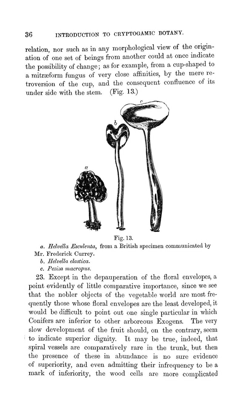 relation, nor such as in any morphological view of the origin- ation of one set of beings from another could at once indicate the possibility of change; as for example, from a cup-shaped to a mitreeform fungus of very close affinities, by the mere re- troversion of the cup, and the consequent confluence of its under side with the stem. (Fig. 13.) Kg. 13. a. Helvella Escnlenta, from a British specimen communicated by Mr. Frederick Currey. h. Helvella elastica. c. Peziza macropus. 23. Except in the depauperation of the floral envelopes, a point evidently of little comparative importance, since we see that the nobler objects of the vegetable world are most fre- quently those whose floral envelopes are the least developed, it would be difficult to point out one single particular in which Conifers are inferior to other arboreous Exogens. The very slow development of the fruit should, on the contrary, seem to indicate superior dignity. It may be true, indeed, that spiral vessels are comparatively rare in the trunk, but then the presence of these in abundance is no sure evidence of superiority, and even admitting their iirfrequency to be a mark of inferiority, the wood cells are more complicated