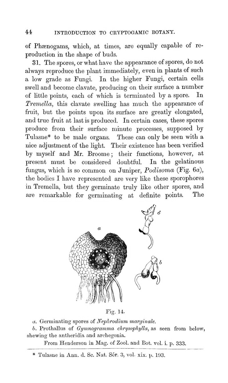 of Phssnogams, which, at times, are equally capable of re- production in the shape of buds. 31. The spores, or what have the appearance of spores, do not always reproduce the plant immediately, even in plants of such a low grade as Fungi. In the higher Fungi, certain cells swell and become clavate, producing on their surface a number of little points, each of which is terminated by a spore. In Tremella, this clavate swelling has much the appearance of fruit, but the points upon its surface are greatly elongated, and true fruit at last is produced. In certain cases, these spores produce from their surface minute processes, supposed by Tulasne* to be male organs. These can only be seen with a nice adjustment of the light. Their existence has been verified by myself and Mr. Broome; their functions, however, at present must be considered doubtful. In the gelatinotxs fungus, which is so common on Juniper, Podisoma (Fig. 6a), the bodies I have represented are very like these sporophores in Tremella, but they germinate truly Uke other spores, and are remarkable for germinating at definite points. The Fig, 14. a. Germin.iting spores oi Nepltrodium marginale. b. Prothalliis of Gymnogramma chrysophylla, as seen from below, shewing the antheridia and archegonia. From Henderson in Mag. of Zool. and Bot. vol. i. p. 333.