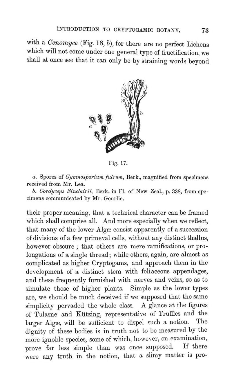 with a Cenomyce (Fig. 18, b), for there are no perfect Lichens which will not come under one general type of fractification, we shall at once see that it can only be by straining words beyond Fig. 17. a. Sporea of Oymnosporium fulvum, Berk., magnified from specimens received from Mr. Lea. b. Cordyceps Sindairii, Berk, in Fl. of New Zeal., p. 338, from spe- cimens communicated by Mr. Gourlie. their proper meaning, that a technical character can be framed which shall comprise all. And more especially when we reflect, that many of the lower Algas consist apparently of a succession of divisions of a few primeval cells, without any distinct thallus, however obscure ; that others are mere ramifications, or pro- longations of a single thread; while others, again, are almost as complicated as higher Cryptogams, and approach them in the development of a distinct stem with foUaceous appendages, and these frequently furnished with nerves and veins, so as to simulate those of higher plants. Simple as the lower types are, we should be much deceived if we supposed that the same simplicity pervaded the whole class. A glance at the figures of Tulasne and Kiitzing, representative of Truffles and the larger Algse, wUl be sufficient to dispel such a notion. The dignity of these bodies is in truth not to be measured by the more ignoble species, some of which, however, on examination, prove far less simple than was once supposed. If there were any truth in the notion, that a slimy matter is pro-