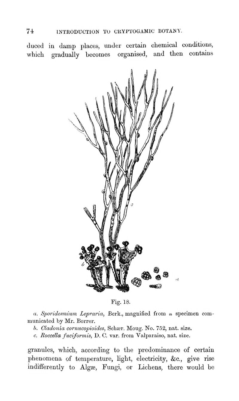 duced in damp places, under certain chemical conditions, which gradually becomes organised, and then contains Fig. 18. a. Sporidesmium Lepraria, Berk., magnified from a, specimen com- municated by Mr. Borrer. h. Cladonia cornuoopioides, Scha;r. Moug. No. 752, nat. size. c. RocceUa fuciformis, D. C. var. from Valparaiso, nat. size. granules, which, according to the predominance of certain phenomena of temperature, light, electricity, &c,, give rise indifferently to Algse, Fungi, or Lichens, there would be