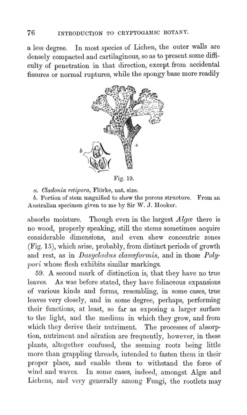 a less degree. In most species of Lichen, the outer walls are densely compacted and cartilaginous, so as to present some diffi- culty of penetration in that direction, except from accidental fissures or normal ruptures, whUe the spongy base more readily Fig. 19. a. Cladonia retipora, Florke, nat. size. b. Portion of stem magnified to shew the porous structure. From an Australian specimen given to me by Sir W. J. Hooker. absorbs moisture. Though even in the largest Algce there is no wood, properly speaking, still the stems sometimes acquire considerable dimensions, and even shew concentric zones (Fig. 1.5), which arise, probably, from distinct periods of growth and rest, as in Dasycladus clavceformis, and in those Poly- f>ori whose flesh exhibits similar markings. 59. A second mark of distinction is, that they have no true leaves. As was before stated, they have foliaceous expansions of various kinds and forms, resembling, in some cases, true leaves very closely, and in some degree, perhaps, performing their functions, at least, so far as exposing a larger surface to the light, and the medium in which they grow, and from which they derive their nutriment. The processes of absorp- tion, nutriment and aeration are frequently, however, in these plants, altogether confused, the seeming roots being little more than grappling threads, intended to fasten them in their proper place, and enable them to withstand the force of wind and waves. In some cases, indeed, amongst Algaj and Lichens, and very generally among Fungi, the rootlets may