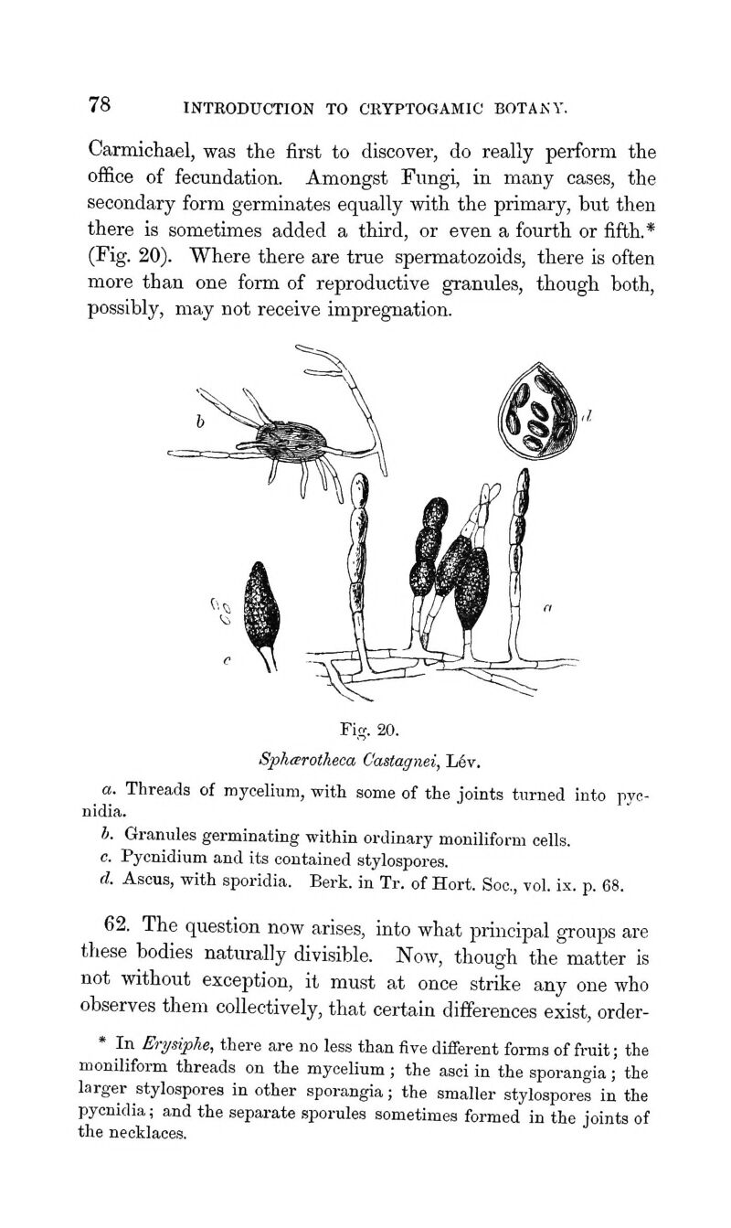 Carmichael, was the first to discover, do really perform the office of fecundation. Amongst Fungi, in many cases, the secondary form germinates equally with the primary, but then there is sometimes added a third, or even a fourth or fifth.* (Fig. 20). Where there are true spermatozoids, there is often more than one form of reproductive granules, though both, possibly, may not receive impregnation. Fig. 20. Spharotheca Castagnei, L6v. a. Threads of myceliuni, with some of the joints turned into pye- nidia. h. Granules germinating within ordinary moniliform cells. c. Pycnidium and its contained stylospores. d. Ascus, with sporidia. Berk, in Tr. of Hort. Soc, vol. ix. p. 68. 62. The question now arises, into what principal groups are these bodies naturally divisible. Now, though the matter is not without exception, it must at once strike any one who observes them collectively, that certain differences exist, order- * In Erysiphe, there are no less than five different forms of fruit; the moniliform threads on the mycelium ; the asci in the sporangia ; the larger stylospores in other sporangia; the smaller stylospores in the pycnidia; and the separate sporules sometimes formed in the joints of the necklaces.