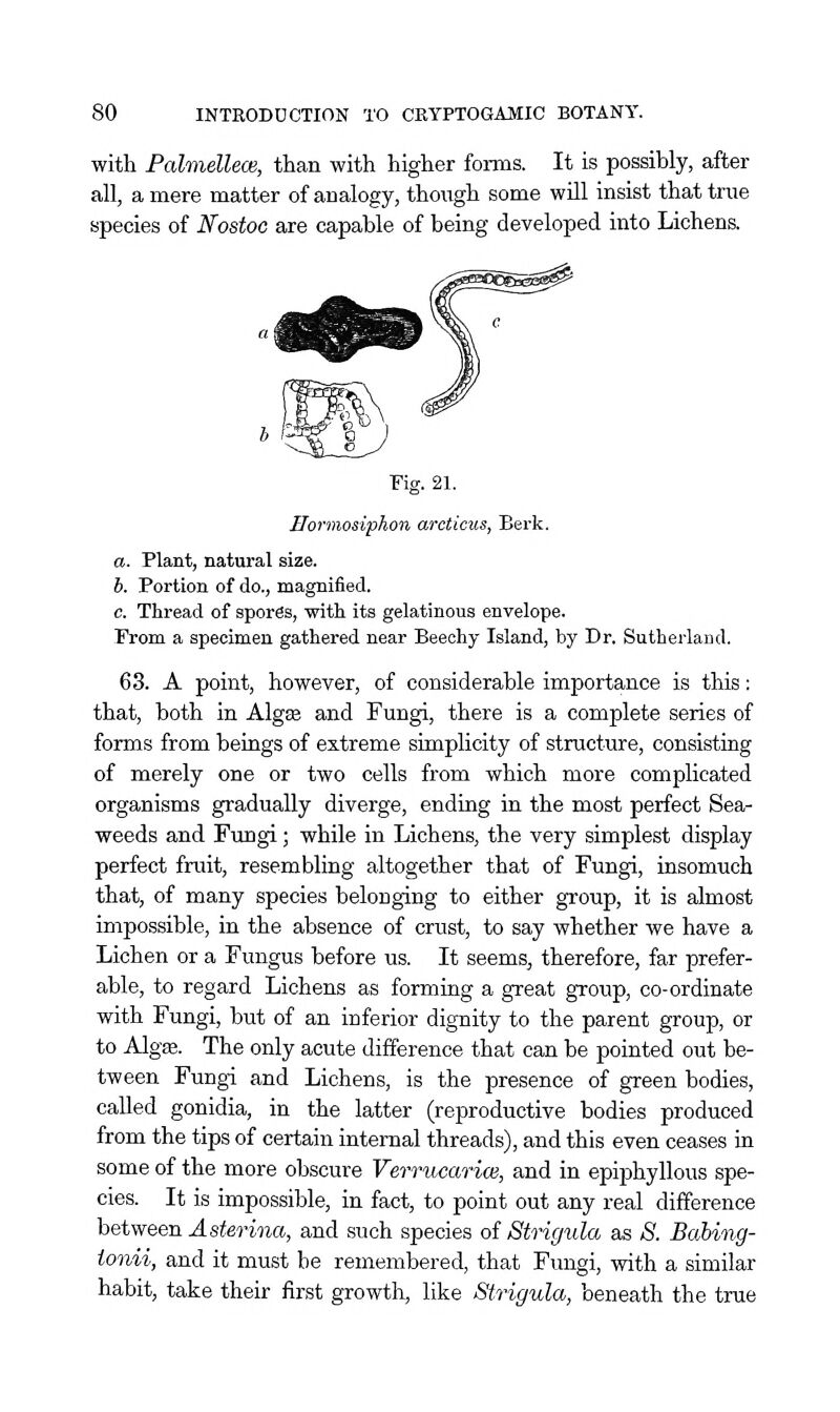 with Falmellem, than with higher forms. It is possibly, after all, a mere matter of analogy, though some will insist that true species of Nostoc are capable of being developed into Lichens. Fig. 21. Bormosiphon arcticus, Berk. a. Plant, natural size. h. Portion of do., magnified. c. Thread of sporSs, with its gelatinous envelope. From a specimen gathered near Beechy Island, by Dr. Sutherland. 63. A point, however, of considerable importance is this: that, both in Algee and Fungi, there is a complete series of forms from beings of extreme simplicity of structure, consisting of merely one or two cells from which more complicated organisms gradually diverge, ending in the most perfect Sea- weeds and Fungi; while in Lichens, the very simplest display perfect fruit, resembling altogether that of Fungi, insomuch that, of many species belonging to either group, it is almost impossible, in the absence of crust, to say whether we have a Lichen or a Fungus before us. It seems, therefore, far prefer- able, to regard Lichens as forming a great group, co-ordinate with Fungi, but of an inferior dignity to the parent group, or to Algffi. The only acute difference that can be pointed out be- tween Fungi and Lichens, is the presence of green bodies, called gonidia, in the latter (reproductive bodies produced from the tips of certain internal threads), and this even ceases in some of the more obscure Verrucarioi, and in epiphyllous spe- cies. It is impossible, in fact, to point out any real difference between J. sferiwa, and such species oi Strigula as 8. Babing- ionii, and it must be remembered, that Fungi, with a similar habit, take their first growtli, like Strigula, beneath the true