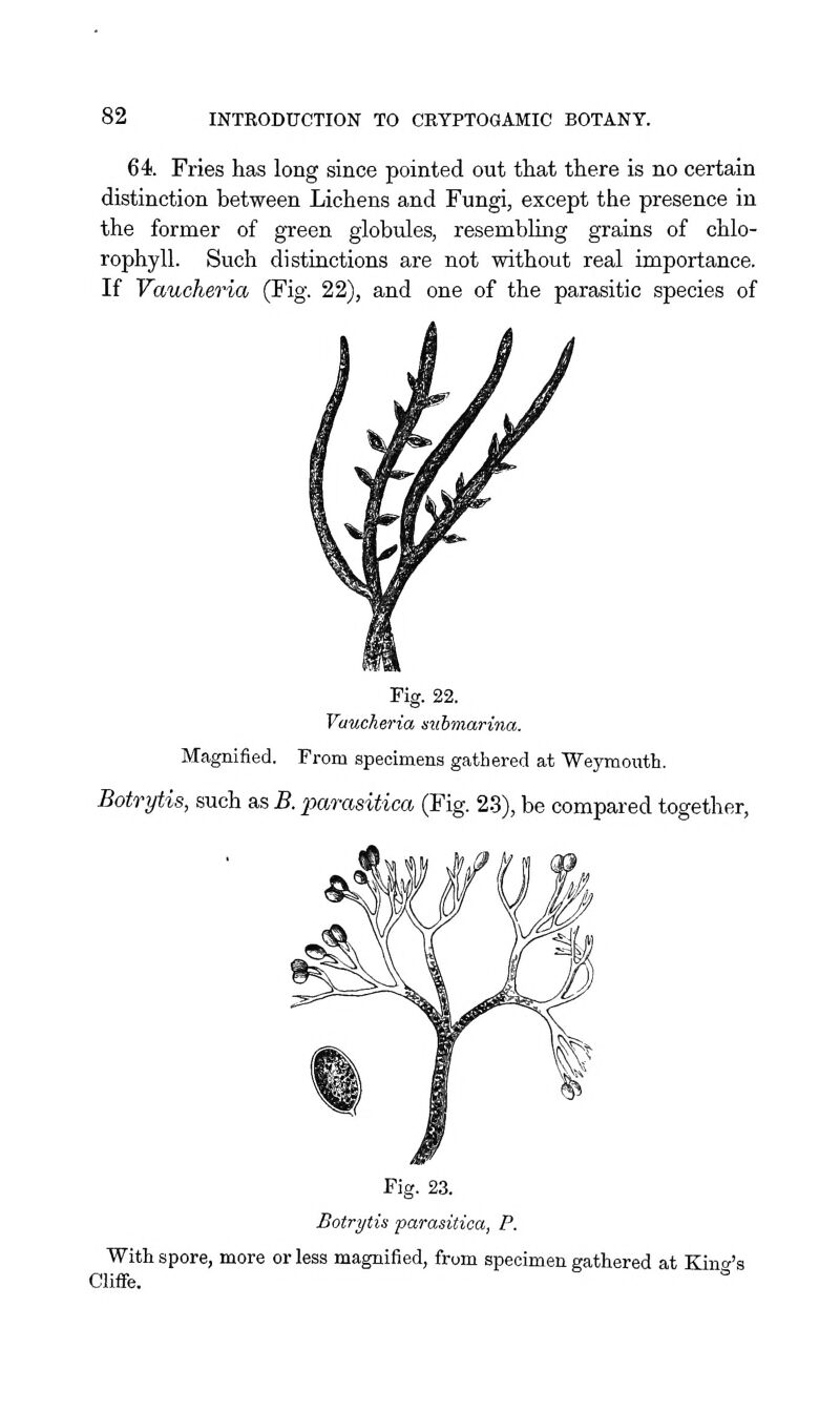 64. Fries has long since pointed out that there is no certain distinction between Lichens and Fungi, except the presence in the former of green globules, resembling grains of chlo- rophyll. Such distinctions are not without real importance. If Vaucheria (Fig. 22), and one of the parasitic species of Fig. 22. Vaucheria suhmarina. Magnified. From specimens gathered at Weymouth. Botrytis, such as B. parasitica (Fig. 23), be compared together. Fig. 23. Botrytis parasitica, P. With spore, more or less magnified, from specimen gathered at Kind's Clifie. °