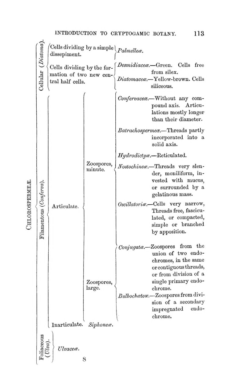 o Cells dividing by tlie for- mation of two new cen-( tral half cells. ^ s i Articulate. Zoospores, minute. ^CeUs dividing by a simple \p^i^,Uece. dissepiment. f Desmidiacecs.—Green. Cells free from silex. Diatomacecs.—Yellow-brown. Cells sUiceous. Confenacece.—Without any com- pound axia. Articu- lations mostly longer than their diameter. Balrachospermeos.—Threads partly incorporated into a solid axis. Hydrodictyae.—Beticulated. NostockinecE.—Threads very slen- der, moniliform, in- vested with mucus, or surrounded by a gelatinous mass. OsnllatoricE.—Cells very narrow, Threads free, fascicu- lated, or compacted, simple or branched by apposition. Conjugate.—Zoospores from the union of two endo- chromes, in the same or contiguous threads, or from division of a single primary endo- chrome. £ttZJocS«<ece.—Zoospores from divi- sion of a secondary impregnated endo- chrome. Zoospores, large. Inarticulate. Siphonece. o —, g 8 I- Ulvacece.
