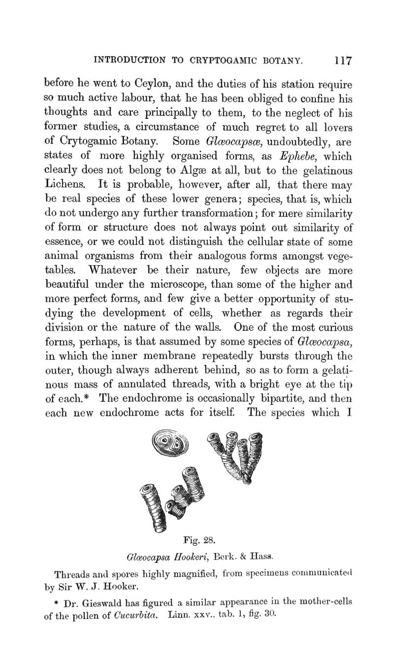 before he went to Ceylon, and the duties of his station require so much active labour, that he has been obliged to confine his thoughts and care principally to them, to the neglect of his former studies, a circumstance of much regret to all lovers of Crytogamic Botany. Some Glceocapsce, undoubtedly, are states of more highly organised forms, as Ephebe, which clearly does not belong to Algae at all, but to the gelatinous Lichens. It is probable, however, after all, that there may be real species of these lower genera; species, that is, which do not undergo any further transformation; for mere similarity of form or structure does not always point out similarity of essence, or we could not distinguish the cellular state of some animal organisms from their analogous forms amongst vege- tables. Whatever be their nature, few objects are more beautiful under the microscope, than some of the higher and more perfect forms, and few give a better opportunity of stu- dying the development of cells, whether as regards their division or the nature of the walls. One of the most curious forms, perhaps, is that assumed by some species of Glceocapsa, in which the inner membrane repeatedly bursts through the outer, though always adherent behind, so as to form a gelati- nous mass of annulated threads, with a bright eye at the tip of each.* The endochrome is occasionally bipartite, and then each new endochrome acts for itself The species which I Fig. 28. Olceooapsa Hooheri, Berk. & Hass. Threads and spores highly magnified, from specimens commuuicatetl by Sir W. J. Hooker. • Dr. Gieswald has figured a similar appearance in the mother-cells of the pollen of Gucurhita. Linn, xxv., tab. 1, fig. 30.