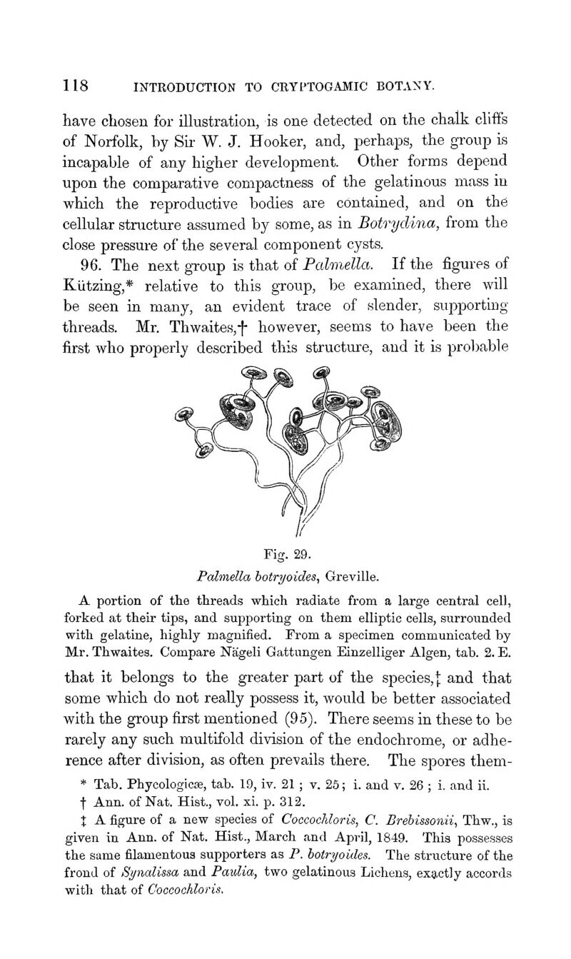 have chosen for illustration, is one detected on the chalk cliffs of Norfolk, by Sir W. J. Hooker, and, perhaps, the group is incapable of any higher development. Other forms depend upon the comparative compactness of the gelatinous mass in which the reproductive bodies are contained, and on the cellular structure assumed by some, as in Botrydhia, from the close pressure of the several component cysts. 96. The next group is that of Pahnella. If the figures of Kiitzing,* relative to this group, be examined, there will be seen in many, an evident trace of slender, supporting threads. Mr. Thwaites,-(- however, seems to have been the first who properly described this structure, and it is prol)able // Fig. 29. Pcdmella hotryoides, Greville. A portion of the threads which radiate from a large central cell, forked at their tips, and supporting on them elliptic cells, surrounded with gelatine, highly magnified. From a specimen communicated by Mr. Thwaites. Compare Nageli Gattungen Einzelliger Algen, tab. 2. E. that it belongs to the greater part of the species, | and that some which do not really possess it, would be better associated with the group first mentioned (95). There seems in these to be rarely any such multifold division of the endochrome, or adhe- rence after division, as often prevails there. The spores them- * Tab. Phycologicse, tab. 19, iv. 21; v. 25; i. and v. 26 ; i. and ii. f Ann. of Nat. Hist., vol. xi. p. 312. X A figure of a new species of Coccocliloris, C. Brehissonii, Thw., is given in Ann. of Nat. Hist., March and April, 1849. This possesses the same filamentous supporters as P. botryoides. The structure of the frond of Synalissa and Paulia, two gelatinous Lichens, exactly accords with that of Coocochloris,