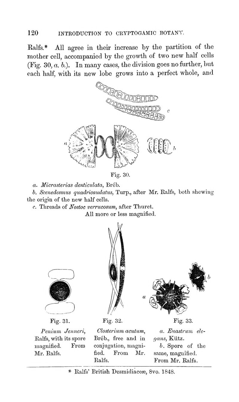 Ralfs.* All agree in their increase by the partition of the mother ceU, accompanied by the growth of two new half cells (Fig. 30, a. b.). In many cases, the division goes no further, but each half, with its new lobe grows into a perfect whole, and Fig. 30. a. Micrasterias denticulata, Br6b. h. Scenedesmus quadrioaudatus, Turp., after Mr. Ralfs, both shewing the origin of the new half cells. c. Threads of Nostoc verrucosum, after Thuret. All more or less magnified. Fig. 31. Pe7iium Jenneri, Ealfs, -ndth its spore magnified. From Mr. Ealfs. Fig. 32. Closlerium aculum, Br6b., free and in conjugation, magni- fied. From Mr. Ealfs. Fig. 33. a. Eiiastrum ele- gans, Kiitz. b. Spore of the same, magnified. From Mr. Ealfs. * Ealfs' British Desmidiacese, 8vo. 1848.