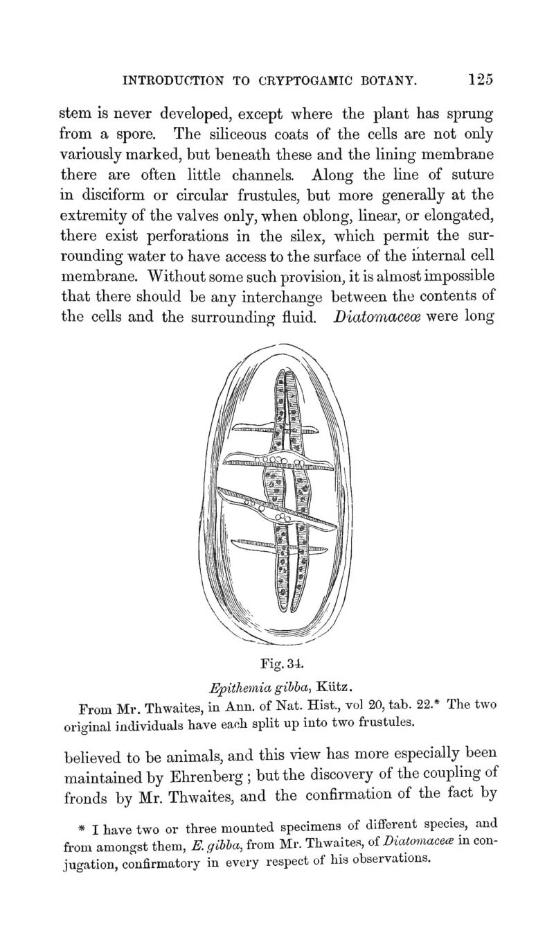 stem is never developed, except where the plant has sprung from a spore. The siliceous coats of the cells are not only variously marked, but beneath these and the lining membrane there are often little channels. Along the line of suture in disciform or circular frustules, but more generally at the extremity of the valves only, when oblong, linear, or elongated, there exist perforations in the silex, which permit the sur- rounding water to have access to the surface of the iatemal cell membrane. Without some such provision, it is almost impossible that there should be any interchange between the contents of the cells and the surrounding fluid. Biatomaceos were long Fig. 34. Epithemia gihba, Kutz. From Mr. Thwaites, in Ann. of Nat. Hist., vol 20, tab. 22.* The two original individuals liave each split up into two frustules. behoved to be animals, and this view has more especially been maintained by Ehrenberg ; but the discovery of the coupling of fronds by Mr. Thwaites, and the confirmation of the fact by * I have two or three mounted specimens of different species, and from amongst them, E. gibha, from Mr. Thwaites, oiDiatomace^ in con- jugation, confirmatory in every respect of his observations.