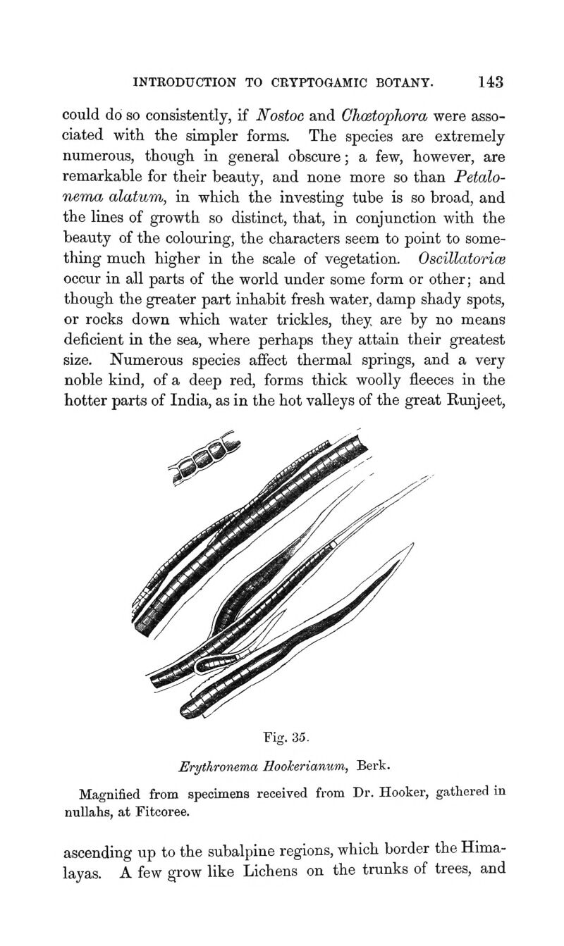 could do SO consistently, if Noatoc and Ghoetophora were asso- ciated -with the simpler forms. The species are extremely numerous, though in general obscure; a few, however, are remarkable for their beauty, and none more so than Petalo- nema alatum, in which the investing tube is so broad, and the lines of growth so distinct, that, in conjunction with the beauty of the colouring, the characters seem to point to some- thing much higher in the scale of vegetation. OscillatoricB occur in all parts of the world under some form or other; and though the greater part inhabit fresh water, damp shady spots, or rocks down which water trickles, they, are by no means deficient in the sea, where perhaps they attain their greatest size. Numerous species affect thermal springs, and a very noble kiud, of a deep red, forms thick woolly fleeces in the hotter parts of India, as in the hot valleys of the great Rimjeet, Fig. 35. ErythroTiema HooJcerianum, Berk. Magnified from specimens received from Dr. Hooker, gathered in nullahs, at Fitcoree. ascending up to the subalpine regions, which border the Hima- layas. A few grow like Lichens on the trunks of trees, and