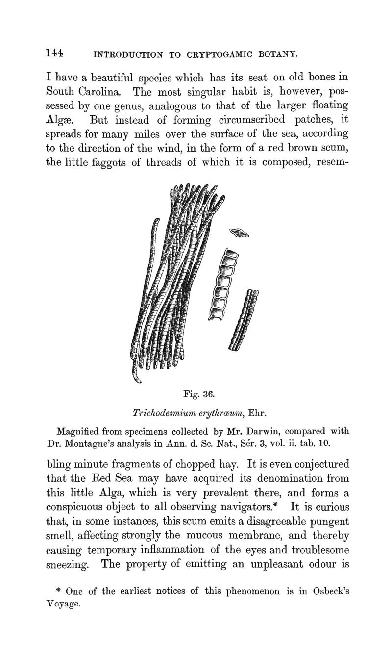 I have a beautiful species which has its seat on old bones in South Carolina. The most singular habit is, however, pos- sessed by one genus, analogous to that of the larger floating Algae. But instead of forming circumscribed patches, it spreads for many miles over the surface of the sea, according to the direction of the wind, in the form of a red brown scum, the little faggots of threads of which it is composed, resem- Fig. 36. Tridiodesmium erythraium, Ehr. Magnified from specimens collected by Mr. Darwin, compared with Dr. Montague's analysis in Ann. d. Sc. Nat., Ser. 3, vol. ii. tab. 10. bling minute fragments of chopped hay. It is even conjectured that the Red Sea may have acquired its denomination from this little Alga, which is very prevalent there, and forms a conspicuous object to all observing navigators.* It is curious that, in some instances, this scum emits a disagreeable pungent smell, affecting strongly the mucous membrane, and thereby causing temporary inflammation of the eyes and troublesome sneezing. The property of emitting an unpleasant odour is * One of the earliest notices of this phenomenon is in Osbeck's Voyage.