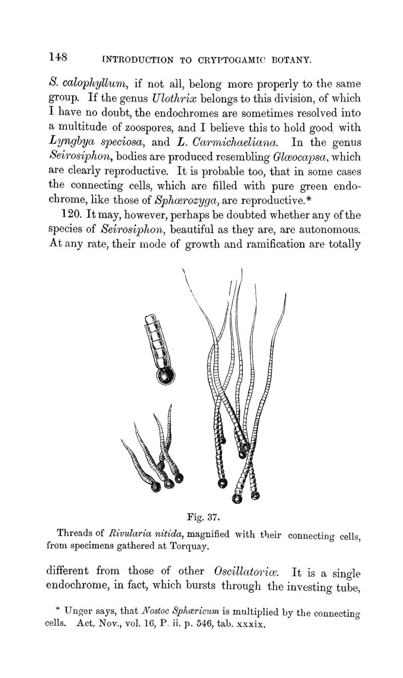 S. calophyllum, if not all, belong more properly to the same group. If the genus Ulothrix belongs to this division, of which I have no doubt, the endochromes are sometimes resolved into a multitude of zoospores, and I believe this to hold good with Lynghya speciosa, and L. Garmicliaelimxa. In the genus Seirosiphon, bodies are produced resembliag Glceocapsa, which are clearly reproductive. It is probable too, that in some cases the connecting cells, which are filled with pure green endo- chrome, like those of Sphosrozyga, are reproductive.* 120. It may, however, perhaps be doubted whether any of the species of Seirosiphon, beautiful as they are, are autonomous. At any rate, their mode of growth and ramification are totally Fig. 37. Threads of Rivularia nitida, magnified with their connecting cells from specimens gathered at Torquay. different from those of other Oscillatorioe. It is a single endochrome, in fact, which bursts through the investing tube, * Unger says, that JVosioc Sphcaricum is multiplied by the conneotino- cells. Act. Nov., vol. 16, P. ii. p. 546, tab. xxxix.