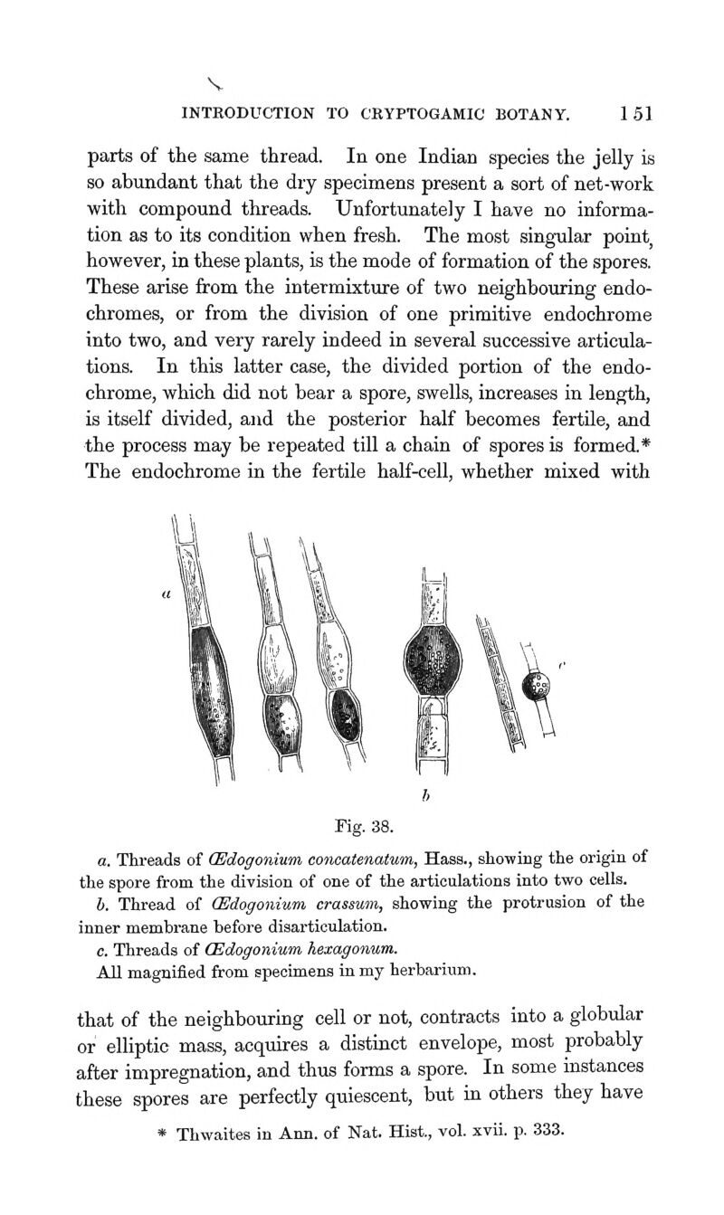 INTRODUCTION TO CRYPTOGAMIC BOTANY. 151 parts of the same thread. In one Indian species the jelly is so abundant that the dry specimens present a sort of net-work with compound threads. Unfortunately I have no informa- tion as to its condition when fresh. The most singular point, however, in these plants, is the mode of formation of the spores. These arise from the intermixture of two neighbouring endo- chromes, or from the division of one primitive endochrome into two, and very rarely indeed in several successive articula- tions. In this latter case, the divided portion of the endo- chrome, which did not bear a spore, swells, increases in length, is itself divided, and the posterior half becomes fertile, and the process may be repeated till a chain of spores is formed.* The endochrome in the fertile half-cell, whether mixed with Fig. 38. a. Threads of (Edogonium concatenatum, Hass., showing the origin of the spore from the division of one of the articulations into two cells. h. Thread of (Edogonium crassum, showing the protrusion of the inner membrane before disarticulation. c. Threads of (Edogonium hexagonum. All magnified from specimens in my herbarium. that of the neighbouring cell or not, contracts into a globular or elliptic mass, acquires a distinct envelope, most probably after impregnation, and thus forms a spore. In some instances these spores are perfectly quiescent, but in others they have * Thwaites in Ann. of Nat. Hist., vol. xvii. p. 333.