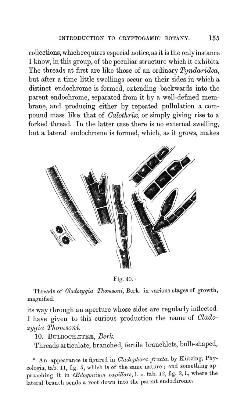 collections, which requires especial notice, as it is the only instance I know, in this group, of the peculiar structure which it exhibits. The threads at first are like those of an ordinary Tyndaridea, but after a time little swellings occur on their sides in which a distinct endochrome is formed, extending backwards into the parent endochrome, separated from it by a well-defined mem- brane, and producing either by repeated puUulation a com- pound mass like that of Calothrix, or simply giving rise to a forked thread. In the latter case there is no external swelling, but a lateral endochrome is formed, which, as it grows, makes Fig. 40. • Threads of Cladozygia Thomsoni, Berk, in various stages of growth, magnified. its way through an aperture whose sides are regularly inflected. I have given to this curious production the name of Clado- zygia Thomsoni. 10. BuLBOCH^TEiE, Berk. Threads articulate, branched, fertile branchlets, bulb-shaped, * An appearance is figured in Cladophora fracta, by Kutzing, Phy- cologia, tab. 11, fig. 5, which is of the same nature ; and something ap- proaching it in CEdogonium capiUare, 1. u. tab. 12, fig. 2, i., where the lateral branch sends a root down into the parent endochrome.