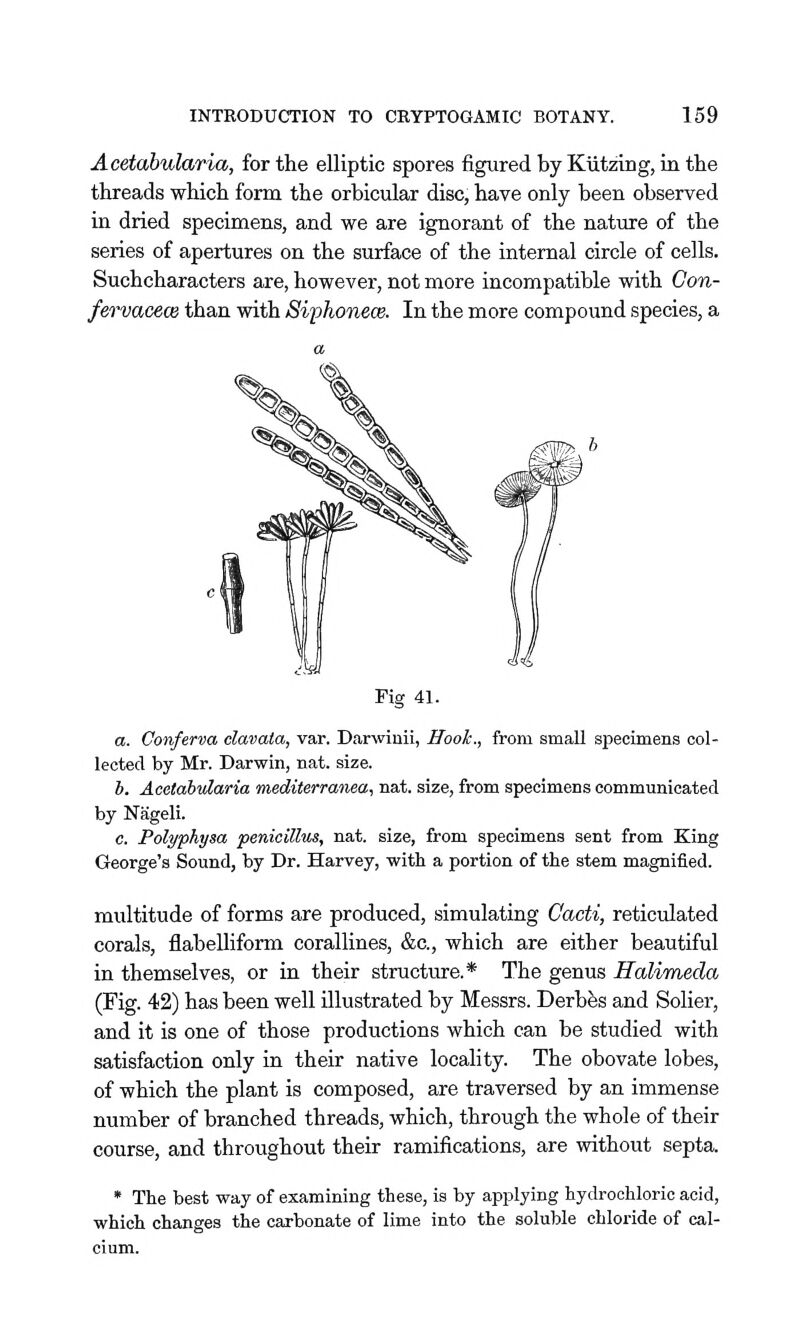 Acetahularia, for the elliptic spores figured by Kiitzing, in the threads which form the orbicular disc, have only been observed in dried specimens, and we are ignorant of the nature of the series of apertures on the surface of the internal circle of cells. Suchcharacters are, however, not more incompatible with Gon- fervacece than with Siphonece. In the more compound species, a Fig 41. a. Conferva clavata, var. Darwinii, Hook., from small specimens col- lected by Mr. Darwin, nat. size. h. Acetabidaria mediterranean nat. size, from specimens communicated by Nageli. c. Polyphysa penicillns, nat. size, from specimens sent from King George's Sound, by Dr. Harvey, with a portion of the stem magnified. multitude of forms are produced, simulating Cacti, reticulated corals, flabelliform corallines, &c., which are either beautiful in themselves, or in their structure.* The genus Halimeda (Fig. 42) has been well illustrated by Messrs. Derbfes and Solier, and it is one of those productions which can be studied with satisfaction only in their native locahty. The obovate lobes, of which the plant is composed, are traversed by an immense number of branched threads, which, through the whole of their course, and throughout their ramifications, are without septa. * The best way of examining these, is by applying hydrochloric acid, which changes the carbonate of lime into the soluble chloride of cal-
