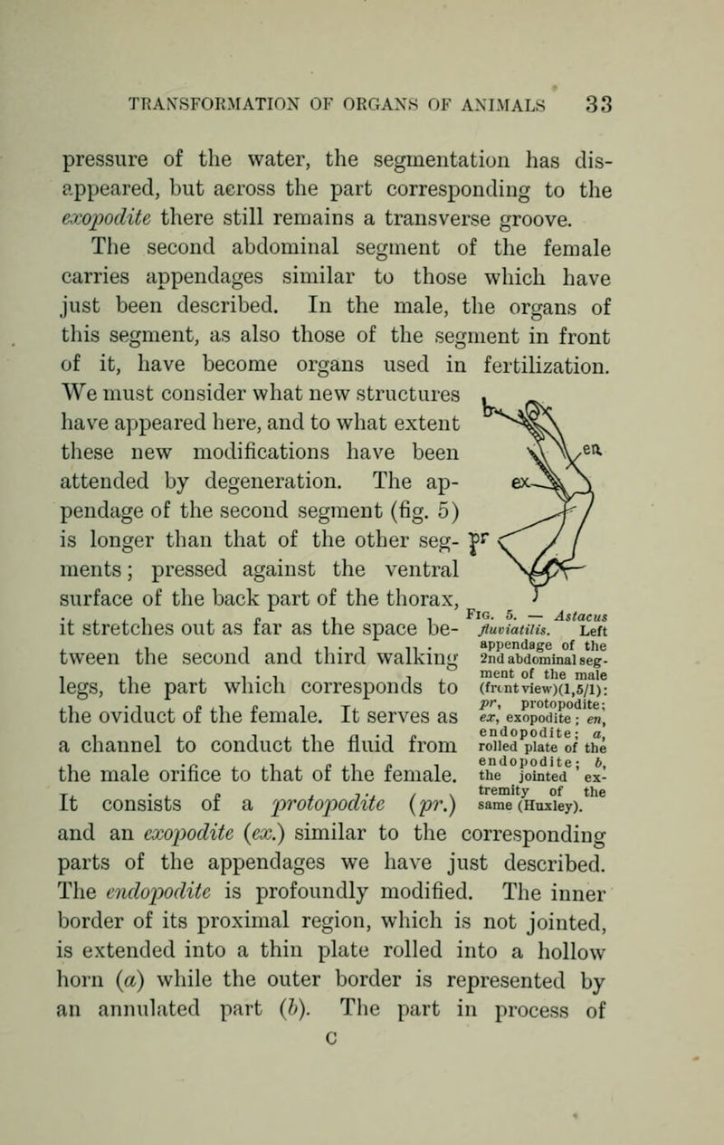 pressure of the water, the segmentation has dis- appeared, but across the part corresponding to the exojwdite there still remains a transverse groove. The second abdominal segment of the female carries appendages similar to those which have just been described. In the male, the organs of this segment, as also those of the segment in front of it, have become organs used in fertilization. We must consider what new structures have appeared here, and to what extent these new modifications have been attended by degeneration. The ap- pendage of the second segment (fig. 5) is longer than that of the other seg- ments ; pressed against the ventral surface of the back part of the thorax, it stretches out as far as the space be- tween the second and third walking legs, the part which corresponds to the oviduct of the female. It serves as a channel to conduct the fluid from the male orifice to that of the female. It consists of a protopodite (pr.) and an exopodite (ex.) similar to the corresponding parts of the appendages we have just described. The endopodite is profoundly modified. The inner border of its proximal region, which is not jointed, is extended into a thin plate rolled into a hollow horn (a) while the outer border is represented by an annulated part (h). The part in process of c Fig. 5. — Astacus fluviatilis. Left appendage of the 2nd abdominal seg- ment of the male (fnntview)(l,5/l): pr, protopodite; ex, exopodite; en, endopodite; a, rolled plate of the endopodite; b, the jointed ex- tremity of the same (Huxley).