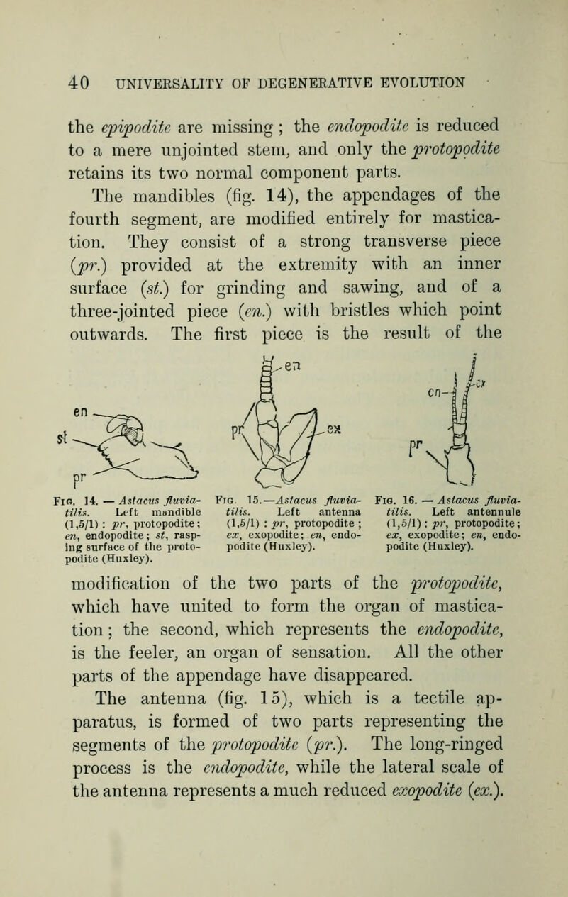 the epipodite are missing ; the endopodite is reduced to a mere unjointed stem, and only the protopodite retains its two normal component parts. The mandibles (fig. 14), the appendages of the fourth segment, are modified entirely for mastica- tion. They consist of a strong transverse piece (pr.) provided at the extremity with an inner surface (st.) for grinding and sawing, and of a three-jointed piece (m.) with bristles which point outwards. The first piece is the result of the Fig. 14. — Astacus fl.uvia- tilis. Left mundible (1,5/1): pr, protopodite; en, endopodite; st, rasp- ing surface of the proto- podite (Huxley). Ftg. 15.—Attacui fluvia- tilis. Left antenna (1,5/1) : pr, protopodite ; ex, exopodite; en, endo- poditc (FTuxley). Fig. 16. — Aslacus fluvia- tilis. Left antennule (1,5/1): pr, protopodite; ex, exopodite; en, endo- podite (Huxley). modification of the two parts of the protopodite, which have united to form the organ of mastica- tion ; the second, which represents the endopoditc, is the feeler, an organ of sensation. All the other parts of the appendage have disappeared. The antenna (fig. 15), which is a tectile ap- paratus, is formed of two parts representing the segments of the protopodite (pr.). The long-ringed process is the endopodite, while the lateral scale of the antenna represents a much reduced exopodite (ex.).