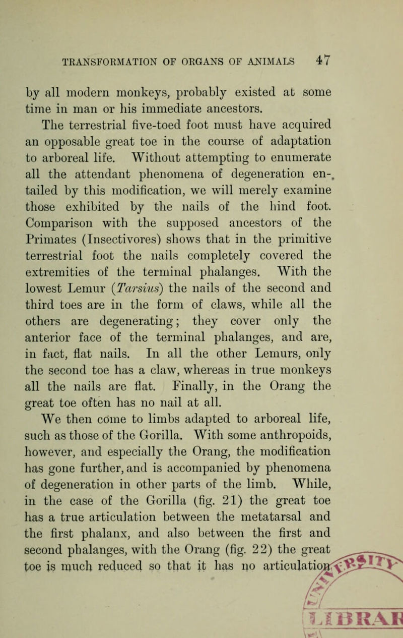 by all modern monkeys, probably existed at some time in man or his immediate ancestors. The terrestrial five-toed foot must have acquired an opposable great toe in the course of adaptation to arboreal life. Without attempting to enumerate all the attendant phenomena of degeneration en-, tailed by this modification, we will merely examine those exhibited by the nails of the hind foot. Comparison with the supposed ancestors of the Primates (Insectivores) shows that in the primitive terrestrial foot the nails completely covered the extremities of the terminal phalanges. With the lowest Lemur (Tarsius) the nails of the second and third toes are in the form of claws, while all the others are degenerating; they cover only the anterior face of the terminal phalanges, and are, in fact, flat nails. In all the other Lemurs, only the second toe has a claw, whereas in true monkeys all the nails are flat. Finally, in the Orang the great toe often has no nail at all. We then come to limbs adapted to arboreal life, such as those of the Gorilla. With some anthropoids, however, and especially the Orang, the modification has gone further, and is accompanied by phenomena of degeneration in other parts of the limb. While, in the case of the Gorilla (fig. 21) the great toe has a true articulation between the metatarsal and the first phalanx, and also between the first and second phalanges, with the Orang (fig. 22) the great toe is much reduced so that it has no articulationrv ?/£13RAV