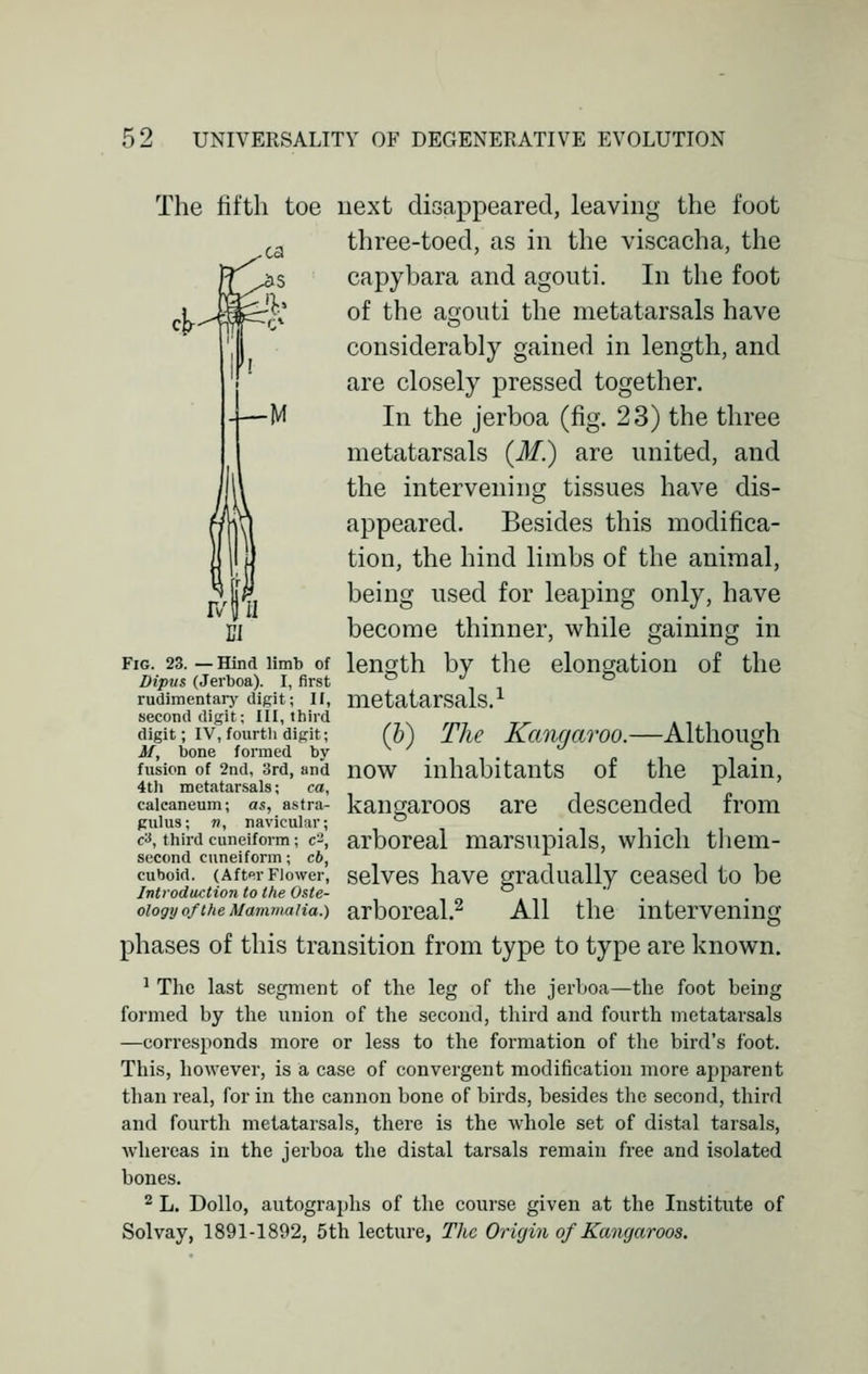 The fifth toe next disappeared, leaving the foot three-toed, as in the viscacha, the capybara and agouti. In the foot of the agouti the metatarsals have considerably gained in length, and are closely pressed together. In the jerboa (fig. 23) the three metatarsals (M.) are united, and the intervening tissues have dis- appeared. Besides this modifica- tion, the hind limbs of the animal, being used for leaping only, have become thinner, while gaining in fig. 23.—Hind nmb of length by the elongation of the Dipus (Jerboa). I, first •'. . (h) The Kangaroo.—Although now inhabitants of the plain, kangaroos are descended from arboreal marsupials, which them- rudimentary digit; II, metatarsals.1 second digit; III, third digit; IV, fourth digit; M, bone formed by fusion of 2nd, 3rd, and 4th metatarsals; ca, caleaneum; as, astra- gulus; n, navicular; c3, third cuneiform; c-, second cuneiform; cb, cuboid. (After Flower, selves have gradually ceased to be Introduction to the Oste- ° ' oiogy of the Mammalia.) arboreal. All the intervening phases of this transition from type to type are known. 1 The last segment of the leg of the jerboa—the foot being formed by the union of the second, third and fourth metatarsals —corresponds more or less to the formation of the bird's foot. This, however, is a case of convergent modification more apparent than real, for in the cannon bone of birds, besides the second, third and fourth metatarsals, there is the whole set of distal tarsals, whereas in the jerboa the distal tarsals remain free and isolated bones. 2 L. Dollo, autographs of the course given at the Institute of Solvay, 1891-1892, 5th lecture, The Origin of Kangaroos.