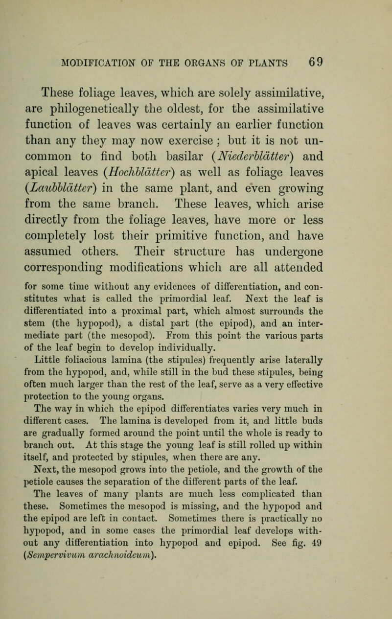 These foliage leaves, which are solely assimilative, are philogenetically the oldest, for the assimilative function of leaves was certainly an earlier function than any they may now exercise ; but it is not un- common to find both basilar (Nicdcrbl&tter) and apical leaves (Hochbldttcr) as well as foliage leaves (Laubbldttcr) in the same plant, and even growing from the same branch. These leaves, which arise directly from the foliage leaves, have more or less completely lost their primitive function, and have assumed others. Their structure has undergone corresponding modifications which are all attended for some time without any evidences of differentiation, and con- stitutes what is called the primordial leaf. Next the leaf is differentiated into a proximal part, which almost surrounds the stem (the hypopod), a distal part (the epipod), and an inter- mediate part (the mesopod). From this point the various parts of the leaf begin to develop individually. Little foliacious lamina (the stipules) frequently arise laterally from the hypopod, and, while still in the bud these stipules, being often much larger than the rest of the leaf, serve as a very effective protection to the young organs. The way in which the epipod differentiates varies very much in different cases. The lamina is developed from it, and little buds are gradually formed around the point until the whole is ready to branch out. At this stage the young leaf is still rolled up within itself, and protected by stipules, when there are any. Next, the mesopod grows into the petiole, and the growth of the petiole causes the separation of the different parts of the leaf. The leaves of many plants are much less complicated than these. Sometimes the mesopod is missing, and the hypopod and the epipod are left in contact. Sometimes there is practically no hypopod, and in some cases the primordial leaf develops with- out any differentiation into hypopod and epipod. See fig. 49 (Sempervivum arachnoideum).