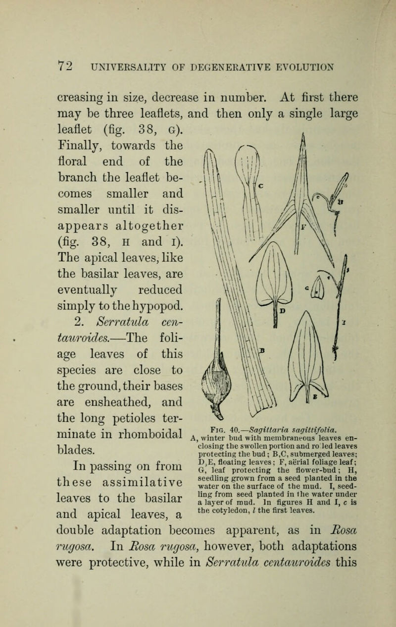 creasing in size, decrease in number. At first there may be three leaflets, and then only a single large leaflet (fig. 38, g). Finally, towards the floral end of the branch the leaflet be- comes smaller and smaller until it dis- appears altogether (fig. 38, H and i). The apical leaves, like the basilar leaves, are eventually reduced simply to the hypopod. 2. Serratula ccn- tauroides.—The foli- age leaves of this species are close to the ground, their bases are ensheathed, and the long petioles ter- minate in rhomboidal blades. In passing on from these assimilative leaves to the basilar and apical leaves, a double adaptation becomes apparent, as in Rosa rugosa. In Rosa rugosa, however, both adaptations were protective, while in Serratula ccntauroidcs this Fig. 40.—Sagittaria sagittifolia. A, winter bud with membraneous leaves en- closing the swollen portion and ro led leaves protecting the bud; B,C, submerged leaves; D,E, floating leaves; F, aerial foliage leaf; G, leaf protecting the flower-bud; H, seedling grown from a seed planted in the water on the surface of the mud. I, seed- ling from seed planted in ihe water under a layer of mud. In figures H and I, c is the cotyledon, I the first leaves.