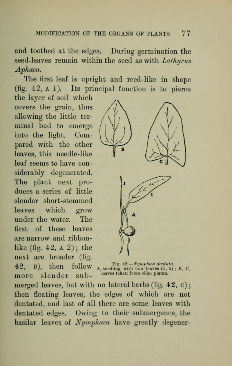 and toothed at the edges. During germination the seed-leaves remain within the seed as with Lathyrus Aphaca. The first leaf is upright and reed-like in shape (fig. 42, a 1). Its principal function is to pierce the layer of soil which covers the grain, thus allowing the little ter- minal bud to emerge into the light. Com- pared with the other leaves, this needle-like leaf seems to have con- siderably degenerated. The plant next pro- duces a series of little slender short-stemmed leaves which grow under the water. The first of these leaves are narrow and ribbon- like (fig. 42, A 2); the next are broader (fig. 4,9 T^ thpn fnllmv Vig. 42.—Vymphma denlata. tL, HJ, Uieil lOllOW a, seedling with two leaves (1, 2); B, C, more slender sub- leaves taktn fro,n 0,ae''plants- merged leaves, but with no lateral barbs (fig. 42, c); then floating leaves, the edges of which are not dentated, and last of all there are some leaves with dentated edges. Owing to their submergence, the basilar leaves of Nymphaea have greatly degener-