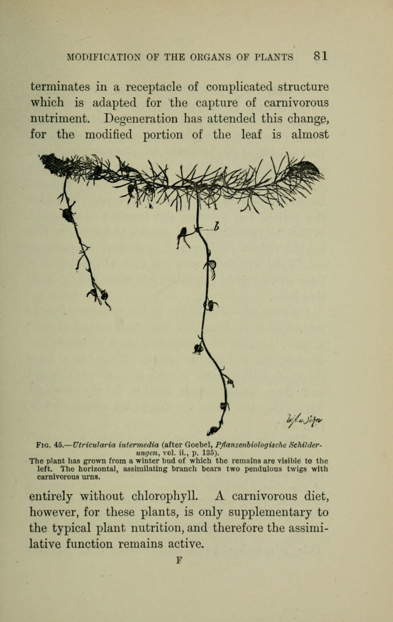 terminates in a receptacle of complicated structure which is adapted for the capture of carnivorous nutriment. Degeneration has attended this change, for the modified portion of the leaf is almost ij/u.jlfn Fig. 45.— Utricularia intermedia (after Goebel, Pflanzenbiologische Schilder- ungen, vol. ii., p. 135). The plant has grown from a winter bud of which the remains are visible to the left. The horizontal, assimilating branch bears two pendulous twigs with carnivorous urns. entirely without chlorophyll. A carnivorous diet, however, for these plants, is only supplementary to the typical plant nutrition, and therefore the assimi- lative function remains active. F