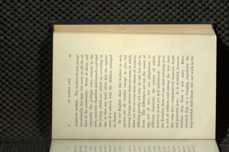 course be useless. The workers do not, except occasionally, lay eggs, but carry on all the af- fairs of the community. Some of them, and especially the younger ones, remain in the nest, excavate chambers and tunnels, and tend the young, which are sorted up according to age, so that my nests often had the appear- ance of a school, with the children arranged in classes. In our English Ants the workers in each species are all similar except in size, but among foreign species there are some in which there are two or even more classes of workers, differing greatly not only in size, but also in form. The differences are not the result of age, nor of race, but are adaptations to different functions, the nature of which, however, is not yet well understood. Among the Termites those of one class certainly seem to act as soldiers, and among the true Ants also some have comparatively immense heads and powerful jaws. It is doubtful, however, whether they form a real army. Bates observed that on a foraging expedition the large-headed individuals did not walk in the