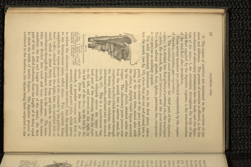 0. The organs of nutrition are contained in the cavities of the chest and abdomen. The process of nutrition is effected, a, by the introduction of alimentary substances into the body, and the diges- tion of the same; b, the circulation throughout the body of .the vital fluid supplied by the digestive organs; c, the transformation of the vital fluid after circulation. These several functions are performed respectively by the organs of digestion, circulation, and respiration. 1. The intestinal canal constitutes the chief part of the digestive organs ; it is divided into four principal portions, viz., the oesophagus or gullet, the stomach, the small intestines, and the great intestines. The teeth, salivary glands, liver, spleen, pancreas, etc., co-operate in the process as auxiliary organs. The solid alimentary substances are, in the first place, taken into the mouth (see fig. 16), where they are cut and ground into a paste, by the action of the jaws and teeth, being, at the same time, mixed also with the saliva, a slightly viscid liquor secreted by the salivary glands, situated under the tongue. The alimentary paste passes now from the mouth into a narrow canal, the oesophagus, or gullet, which descends through the thorax, behind the windpipe, into the abdominal cavity, and leads into the stomach (see fig. 17). This is a membranous bag, situated obliquely across the upper and back part of the abdomen, from the right to the left, and covered on the right by the left part of the liver, on the left by the spleen. From the inner surface of the stomach, a peculiar mucous acid fluid is secreted, termed gastric juice, which serves to reduce the alimentary substances introduced into the stomach to one homogeneous mass, called chyme. This operation being completed, the chyme passes out of the stomach by the pylorus, or lower orifice, situated toward the right, into the intestinal tube or canal, which is about thirty feet long, and winds in numerous convolutions through the abdomen down to the anus. The intes- tines are divided into small and large intestines; the former constitute the first and longer portion of the canal; the first part of this is called duodenum, from the length of it being equal to about the width of twelve fingers. The digestive process is continued in the duodenum, the chyme being there subjected to the Fio. 16. Vertical Section of the Mouth and Pharynx. a. Nose. 6. Tongue, c. Arch of the palate, d. Hyoid bone. e. La- rynx. /. Thyroid gland, g. Trachea, or wiud-pipo. h. (Esophagus, i. Sali- vary glands, k. Pharynx.